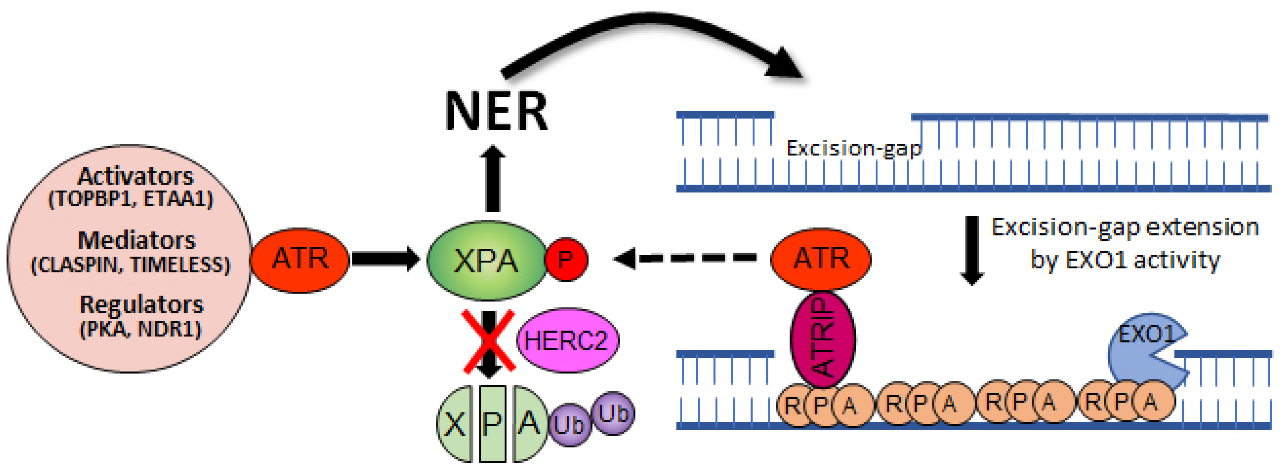 Biomolecules 11 00715 g003 Biomolecules 11 00715 g003