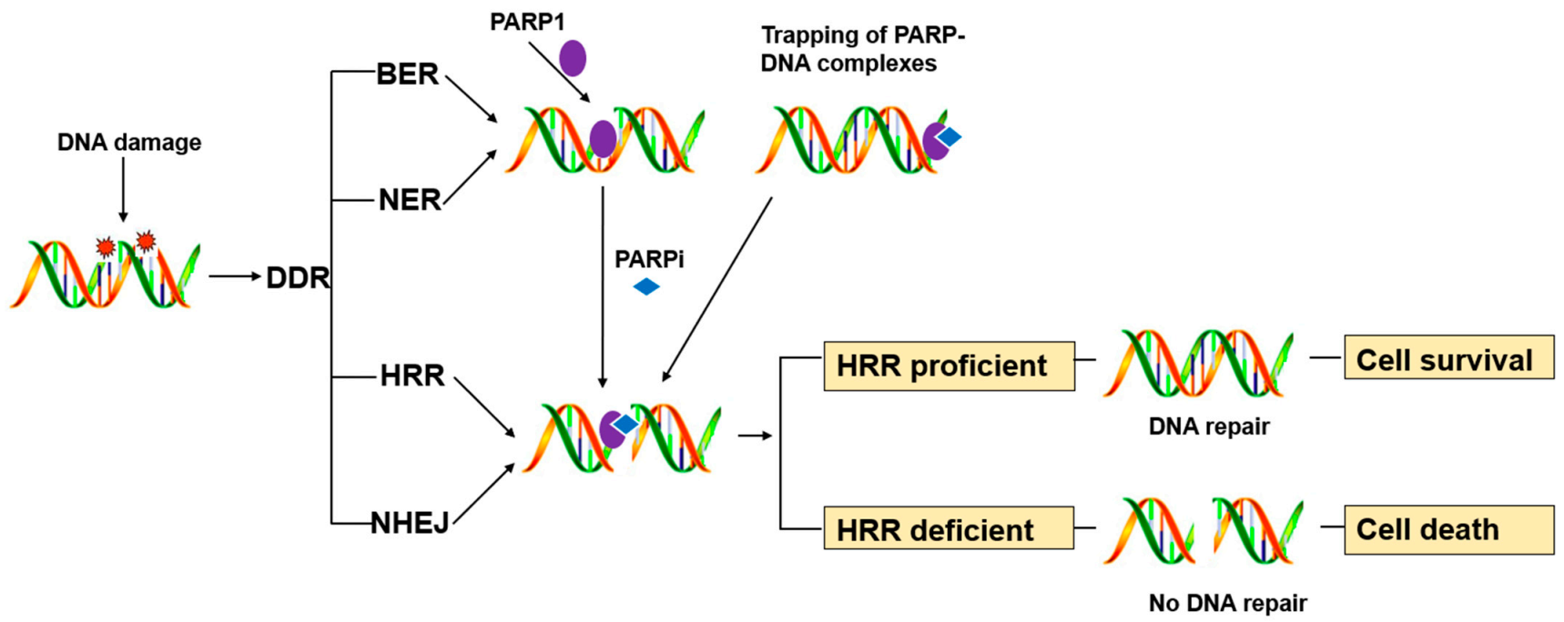 Biomolecules 11 00722 g001