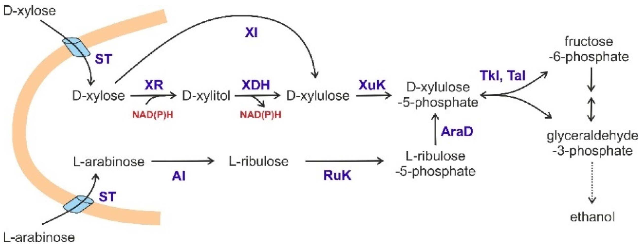 Biomolecules 11 00725 g003 Biomolecules 11 00725 g003