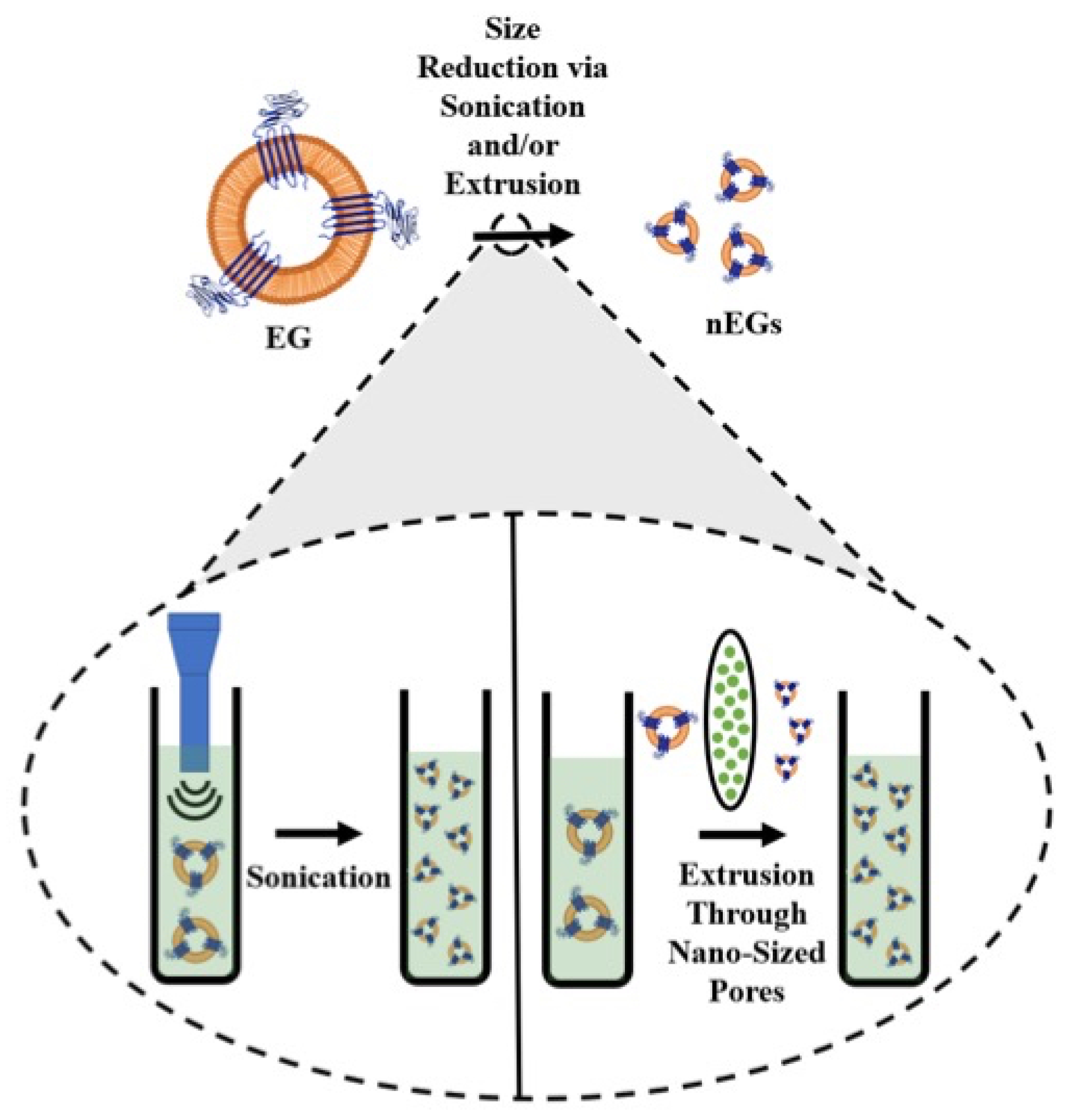 Biomolecules 11 00729 g001
