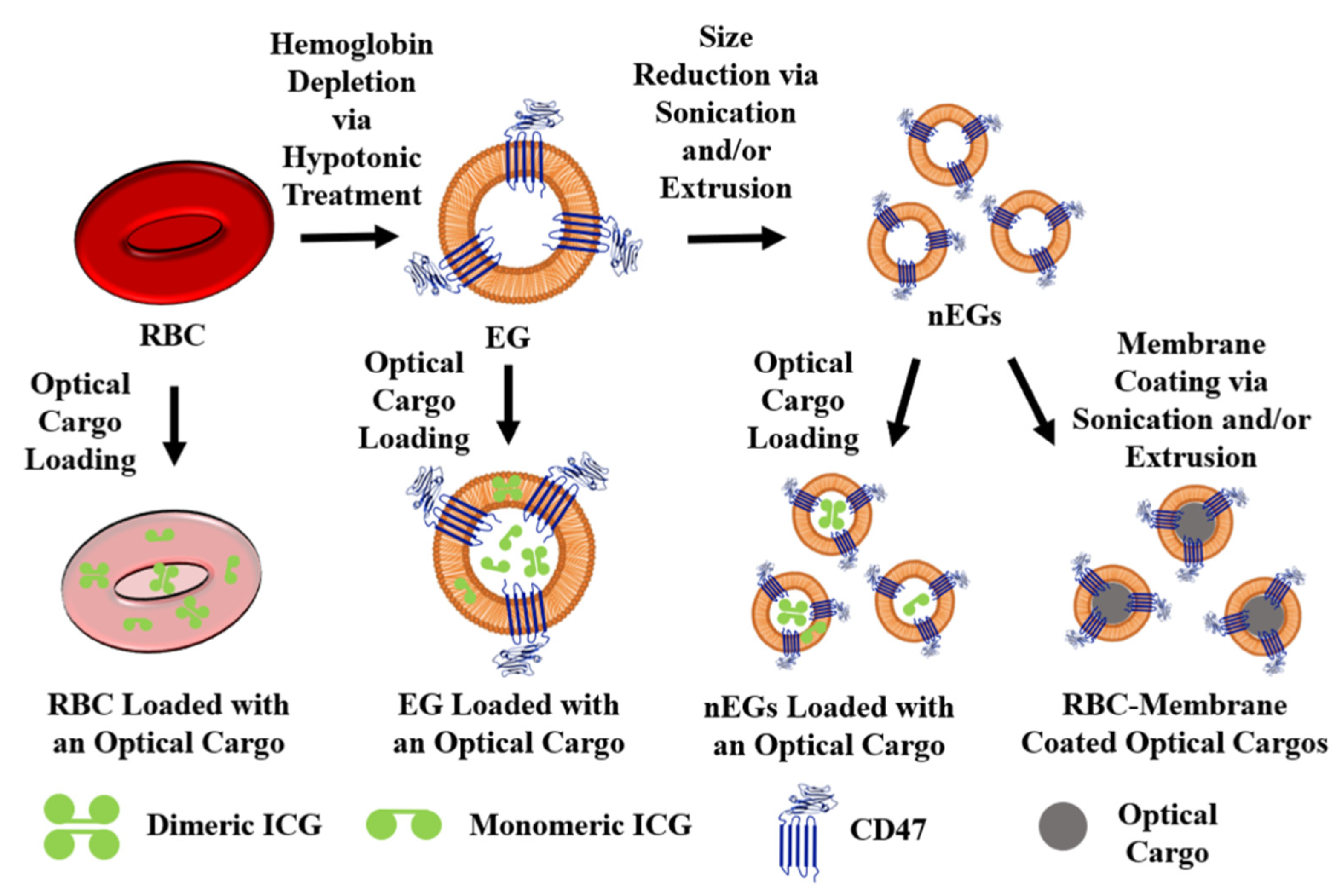 Biomolecules 11 00729 g003