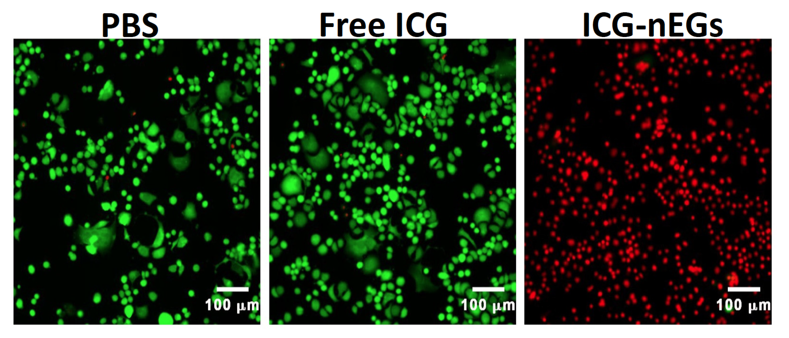 Biomolecules 11 00729 g005