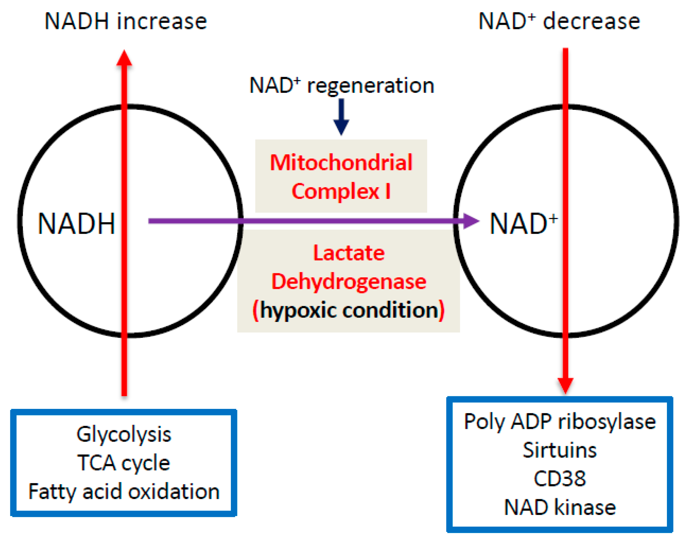 Biomolecules 11 00730 g004
