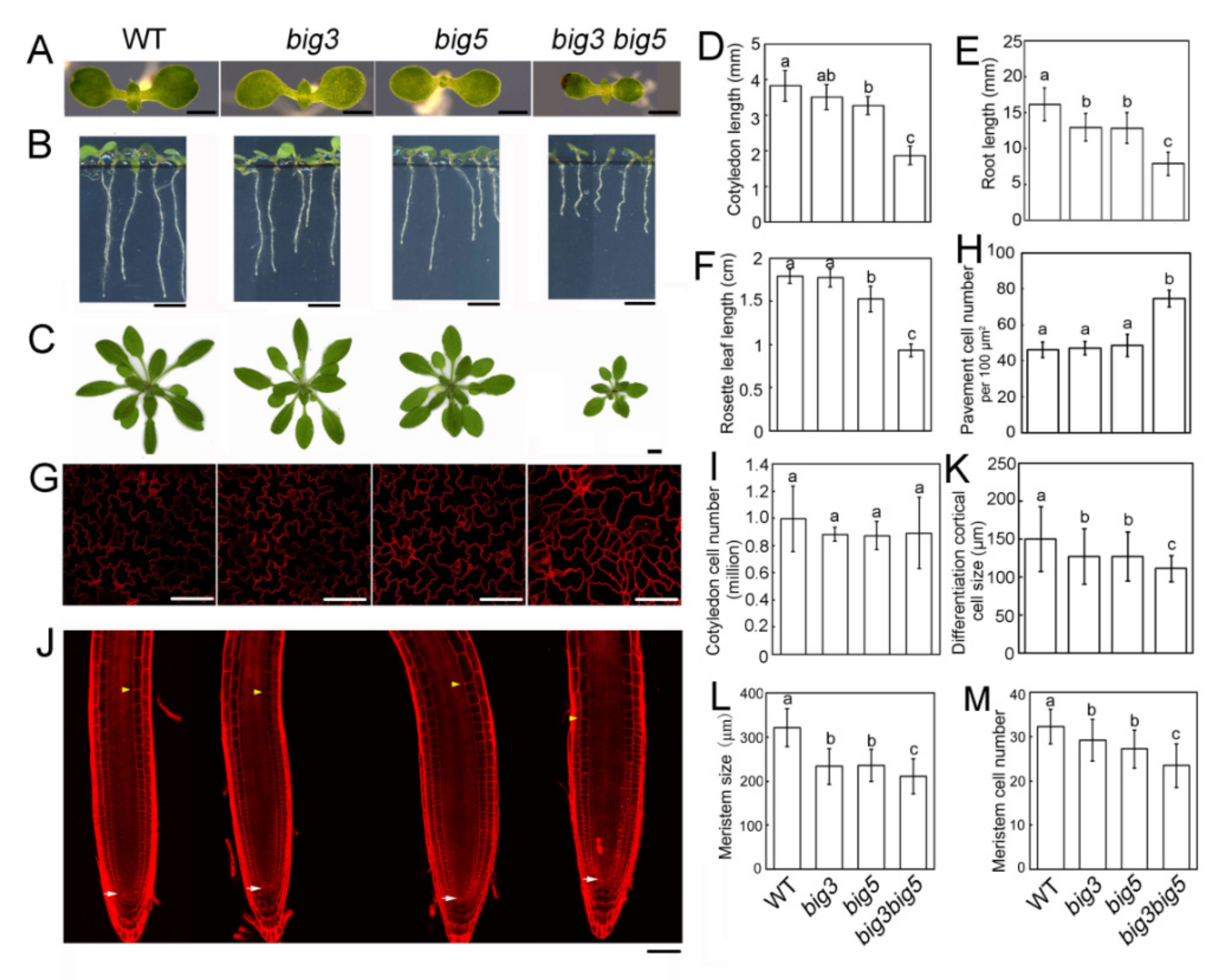 Biomolecules 11 00732 g001 Biomolecules 11 00732 g001