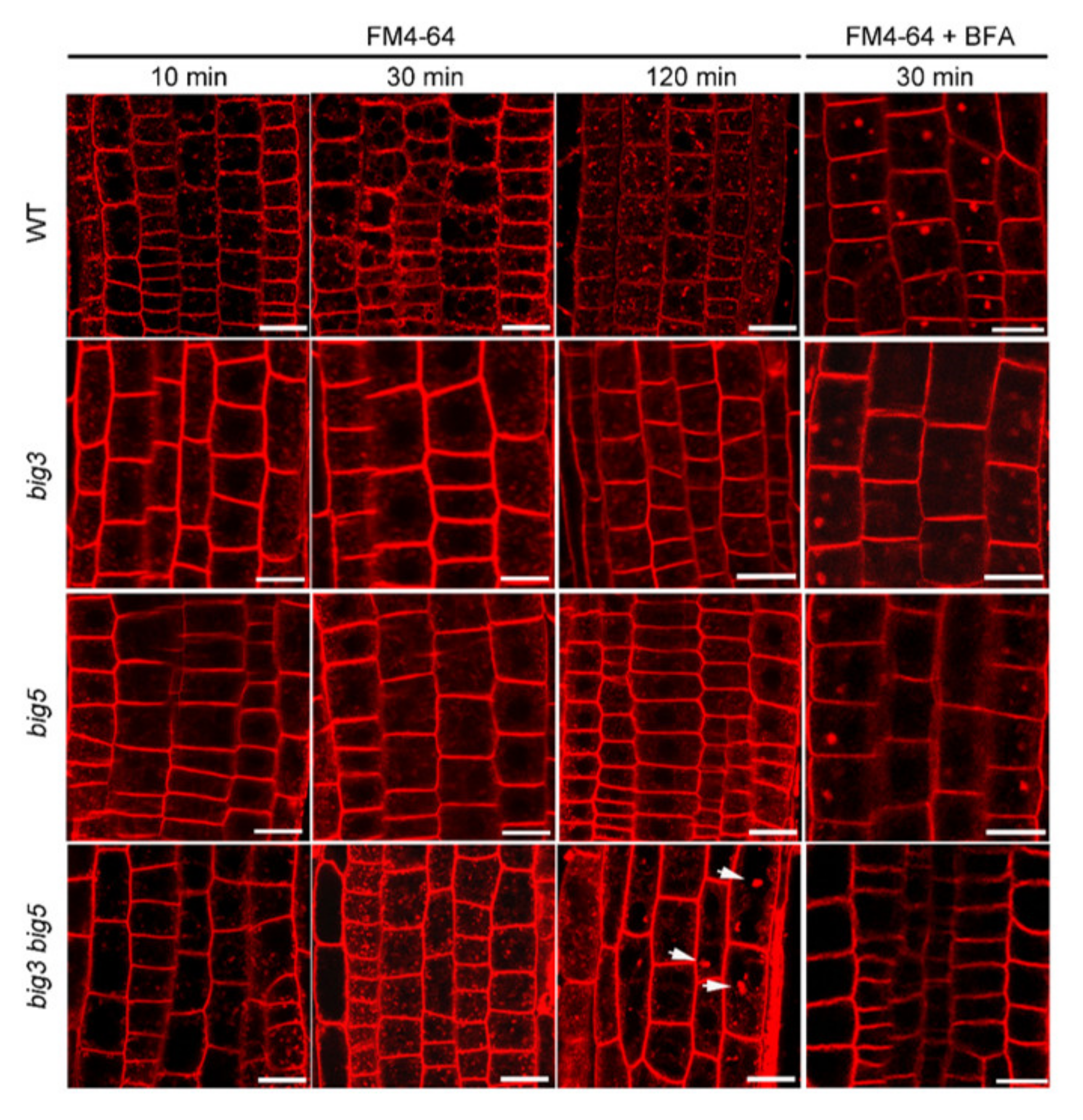 Biomolecules 11 00732 g004 Biomolecules 11 00732 g004