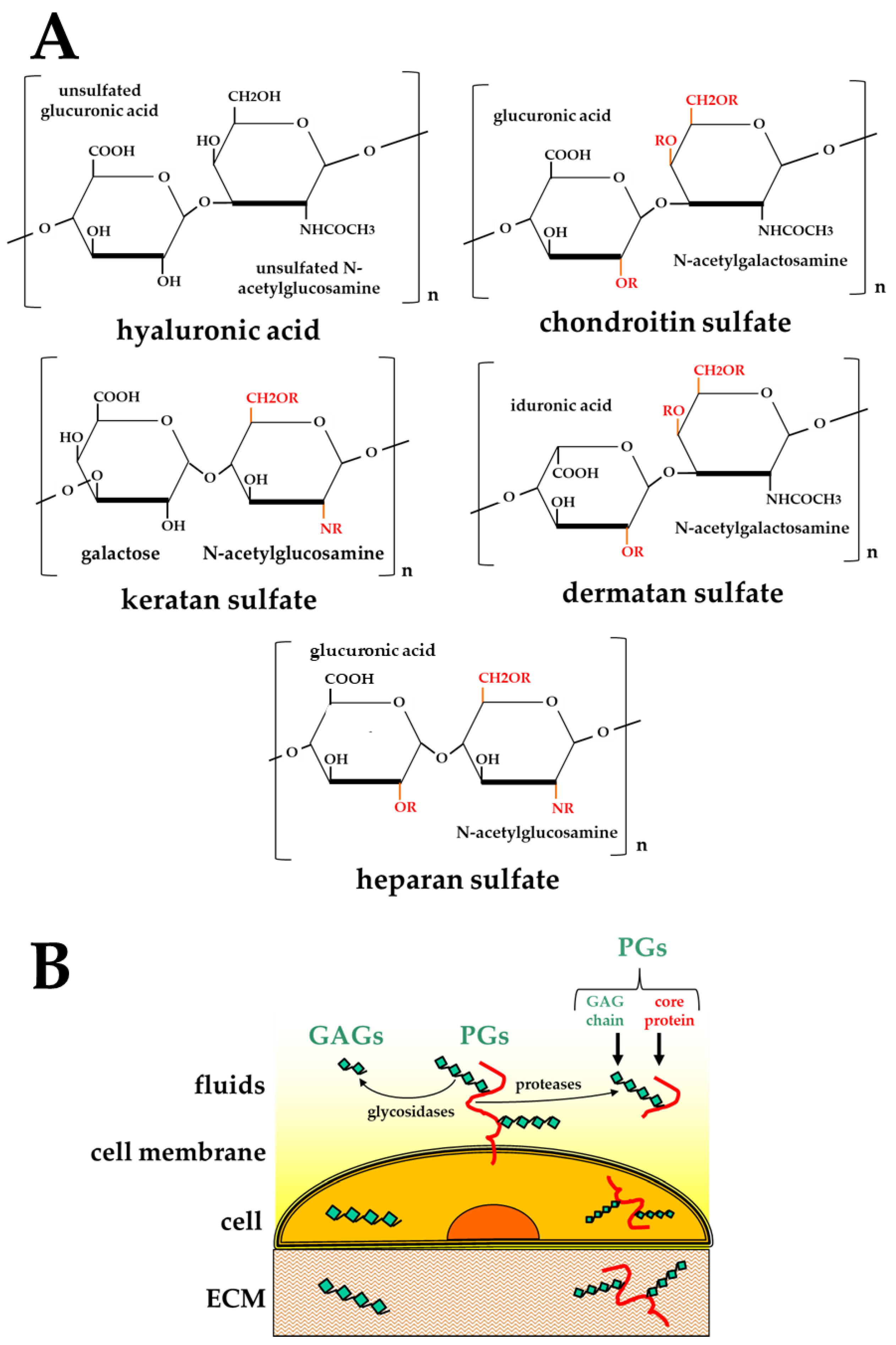 Big-Data Glycomics: Tools to Connect Glycan Biosynthesis to Extracellular  Communication: Trends in Biochemical Sciences