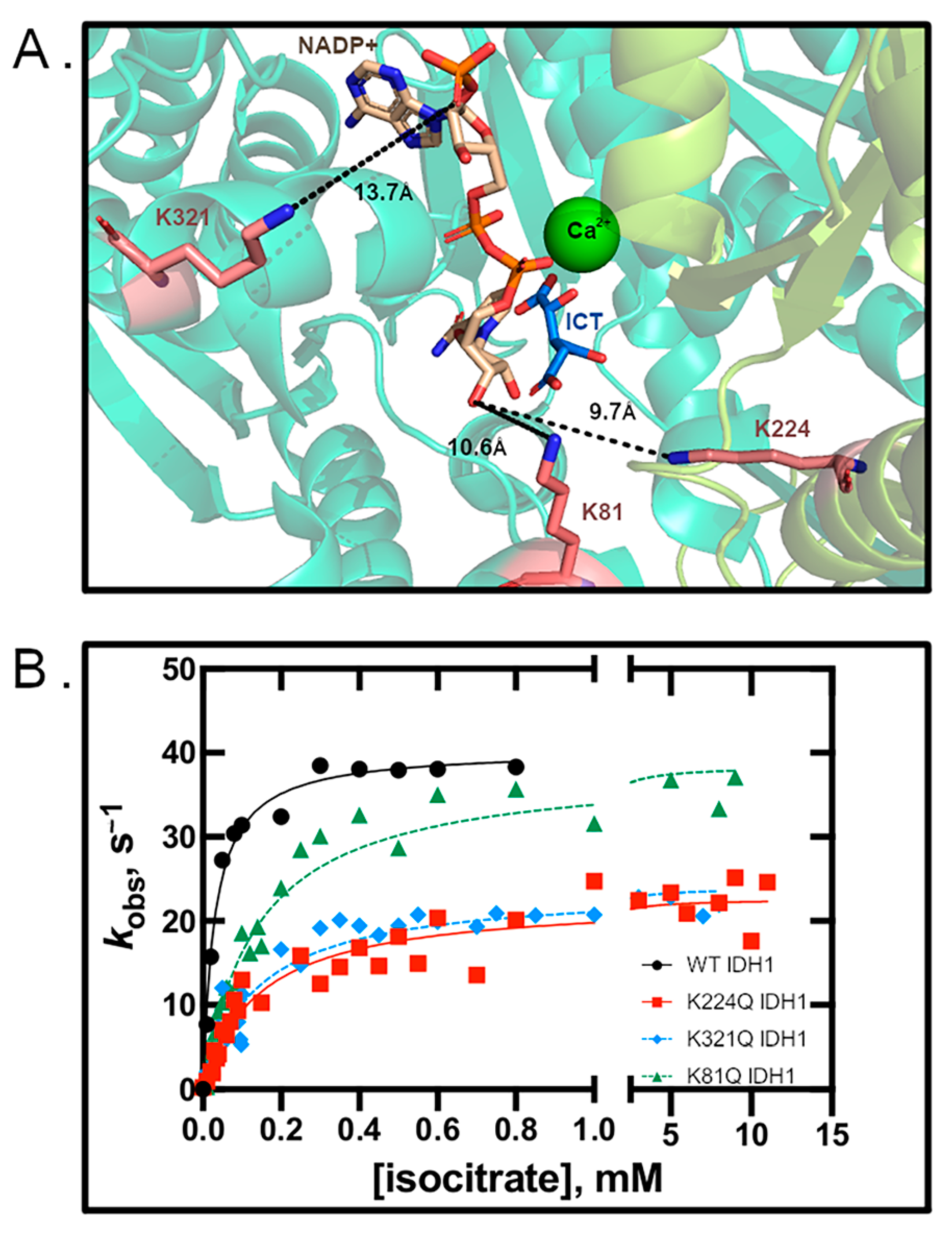 Biomolecules 11 00740 g001 Biomolecules 11 00740 g001