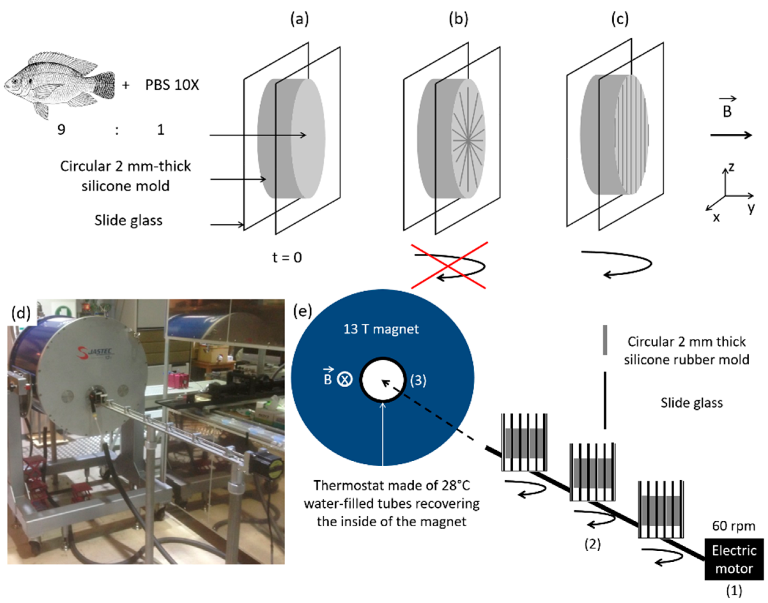 Biomolecules 11 00749 g002 Biomolecules 11 00749 g002