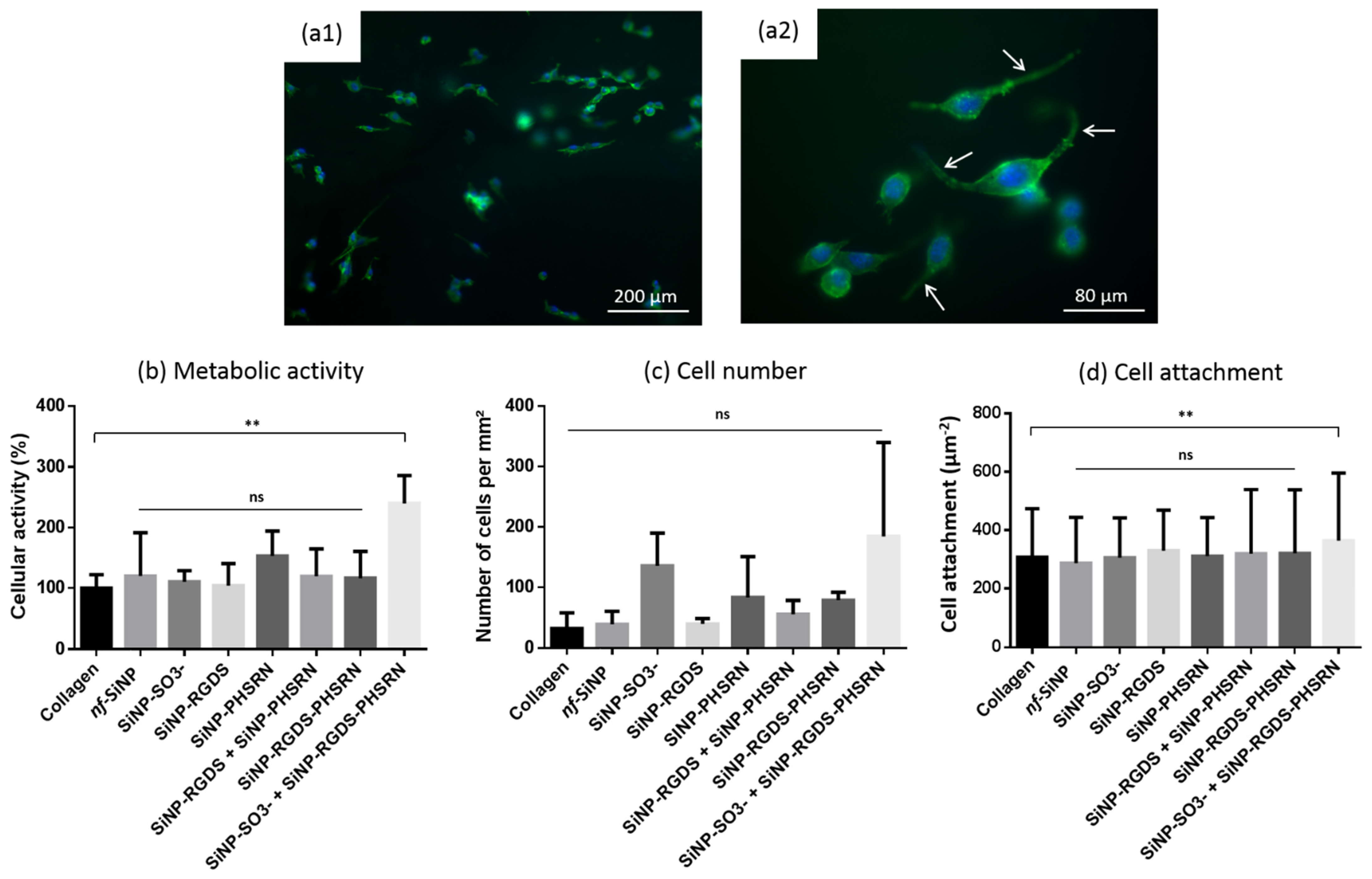Biomolecules 11 00749 g008 Biomolecules 11 00749 g008