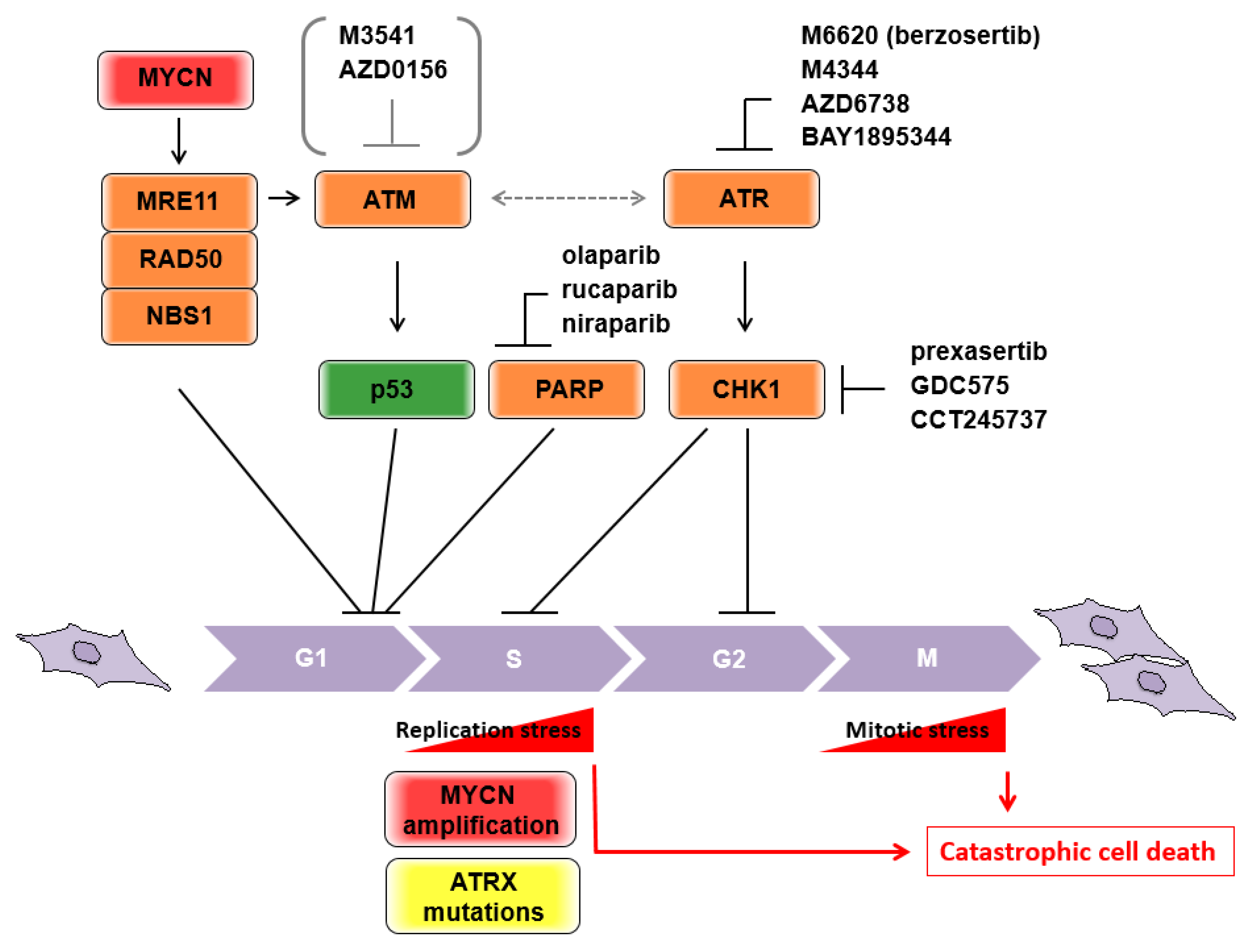 Biomolecules 11 00750 g002 Biomolecules 11 00750 g002