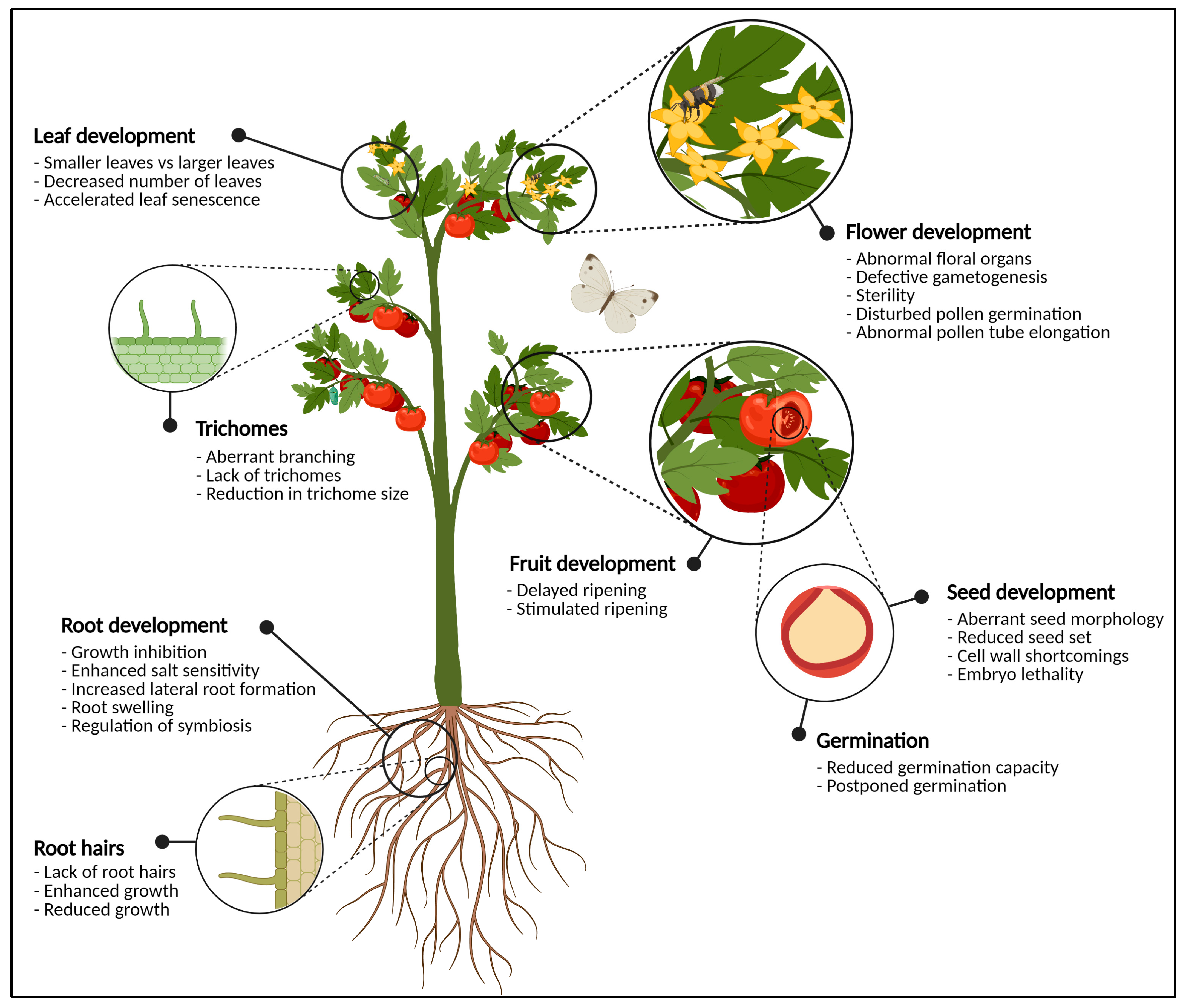 | Full-Text | Sweet Modifications Modulate Plant Development