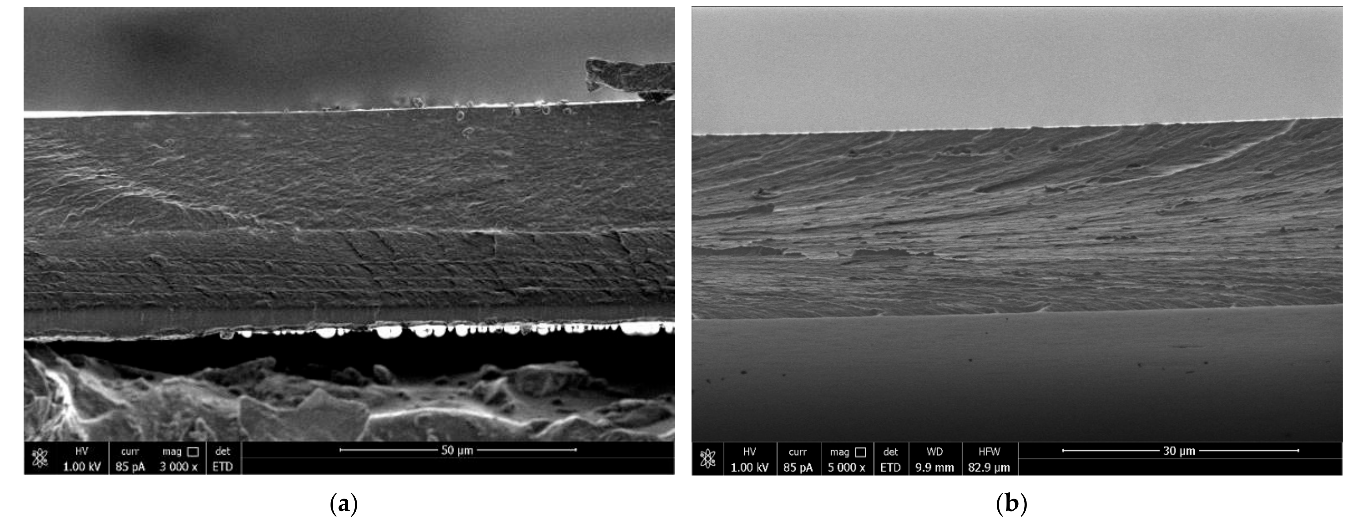 Biomolecules 11 00762 g004