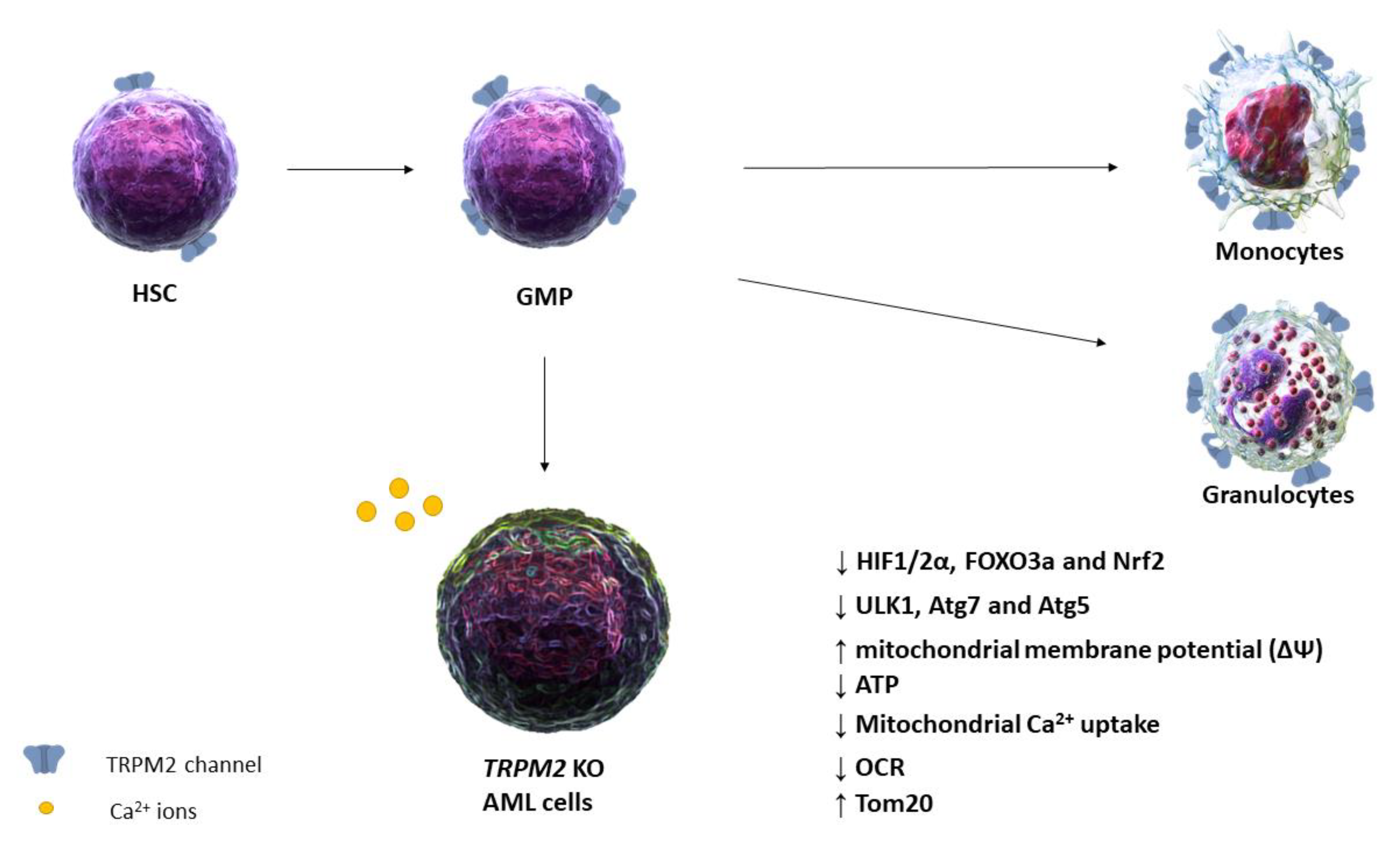 Biomolecules 11 00765 g002 Biomolecules 11 00765 g002