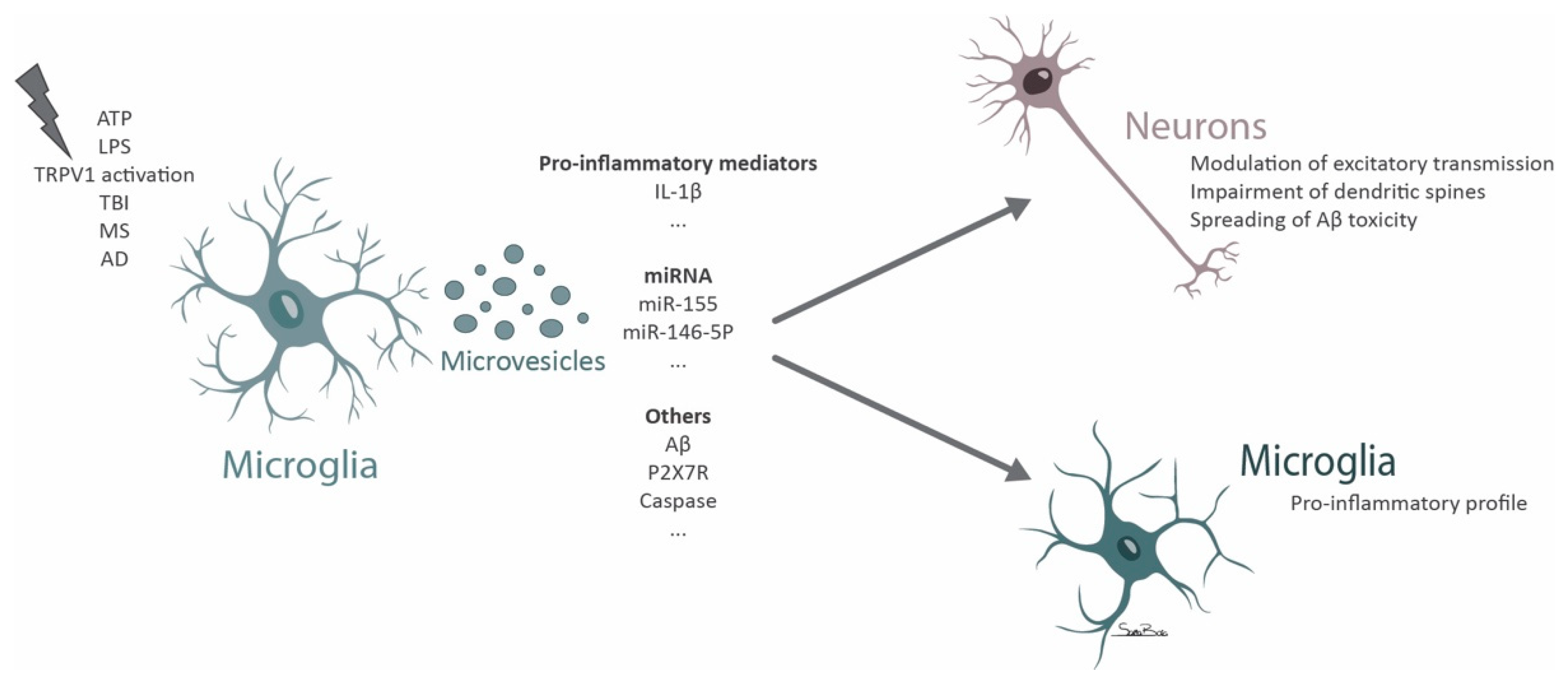 Biomolecules 11 00770 g002 Biomolecules 11 00770 g002