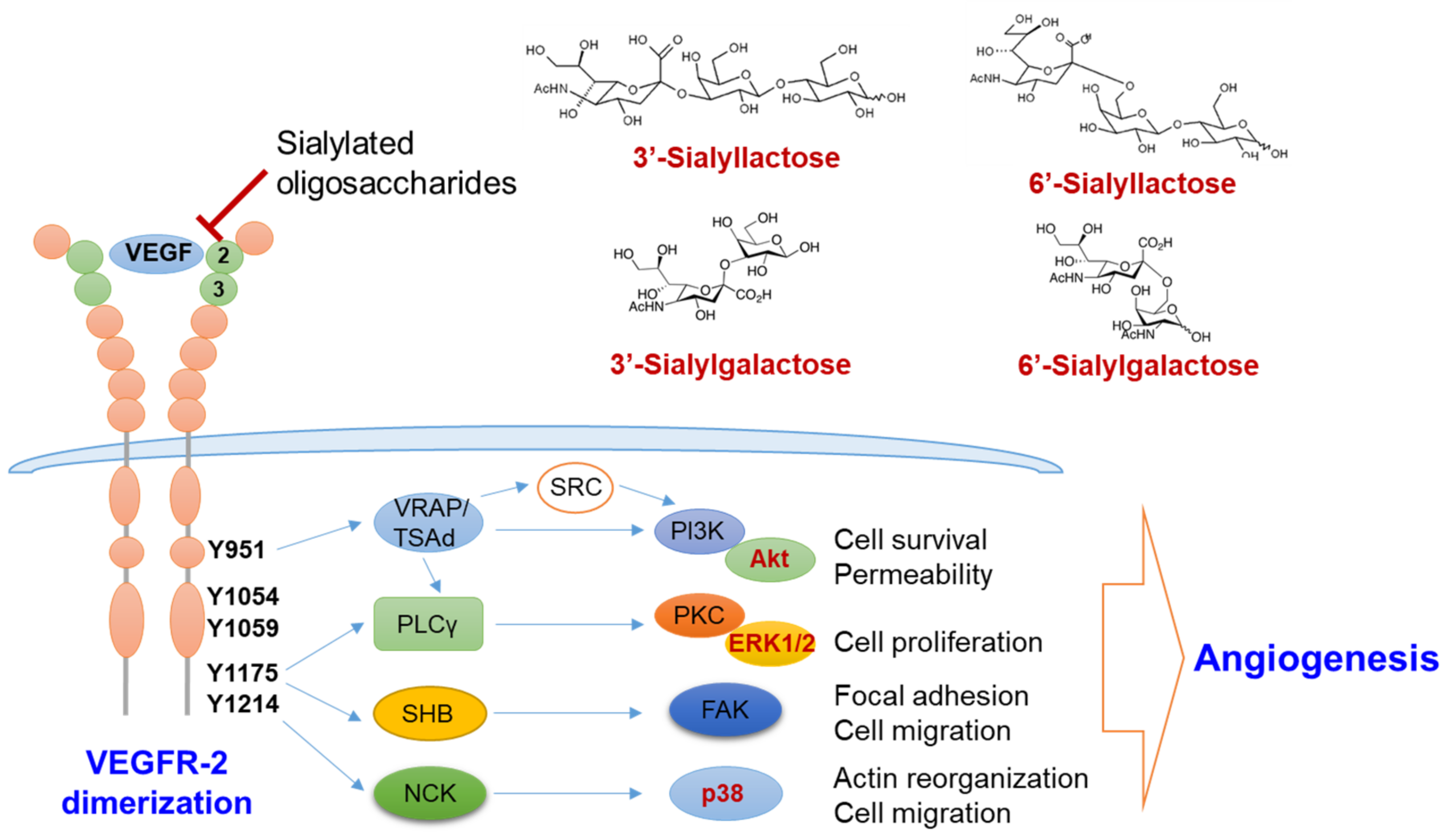 Biomolecules 11 00775 g005
