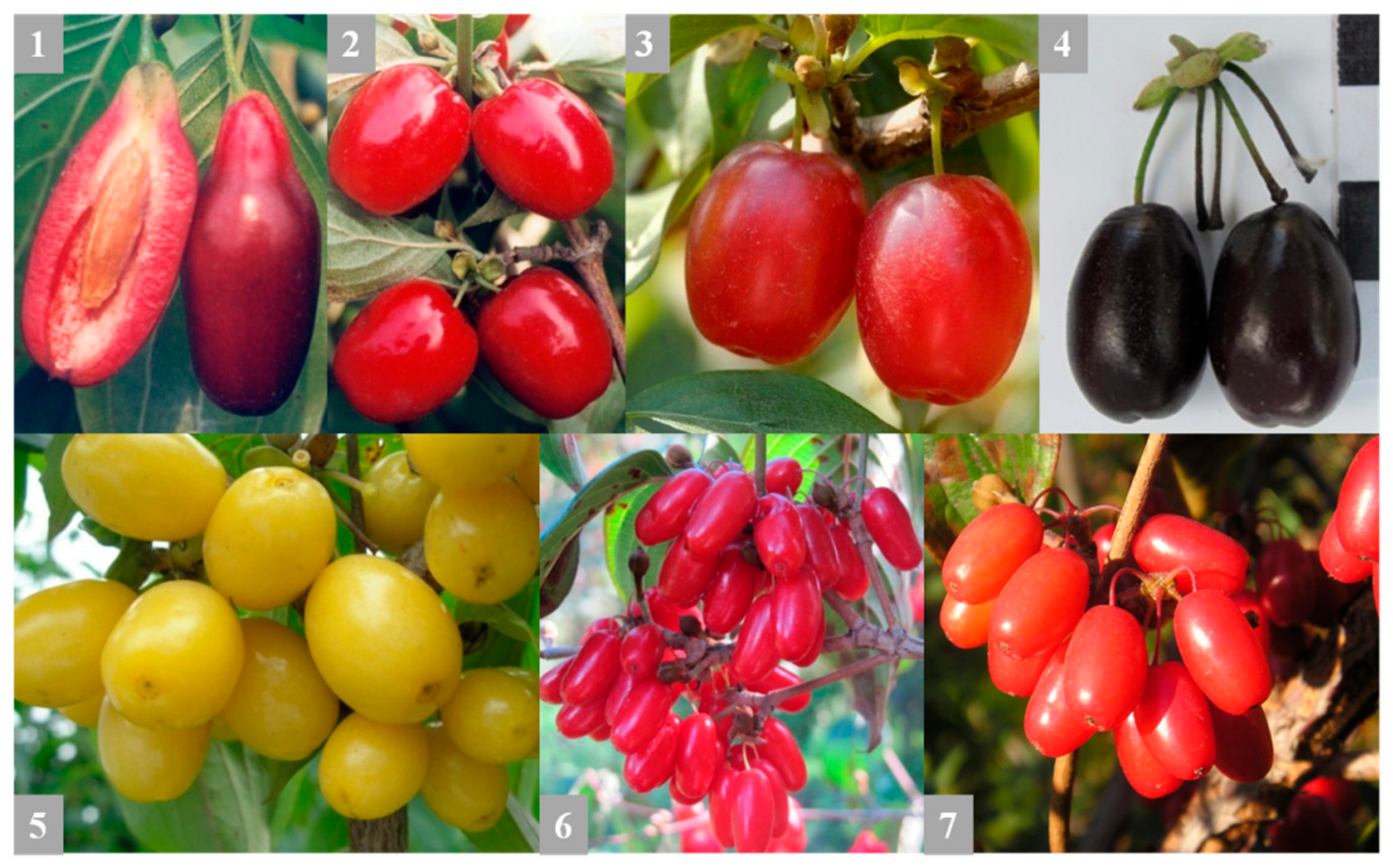 Biomolecules 11 00776 g001