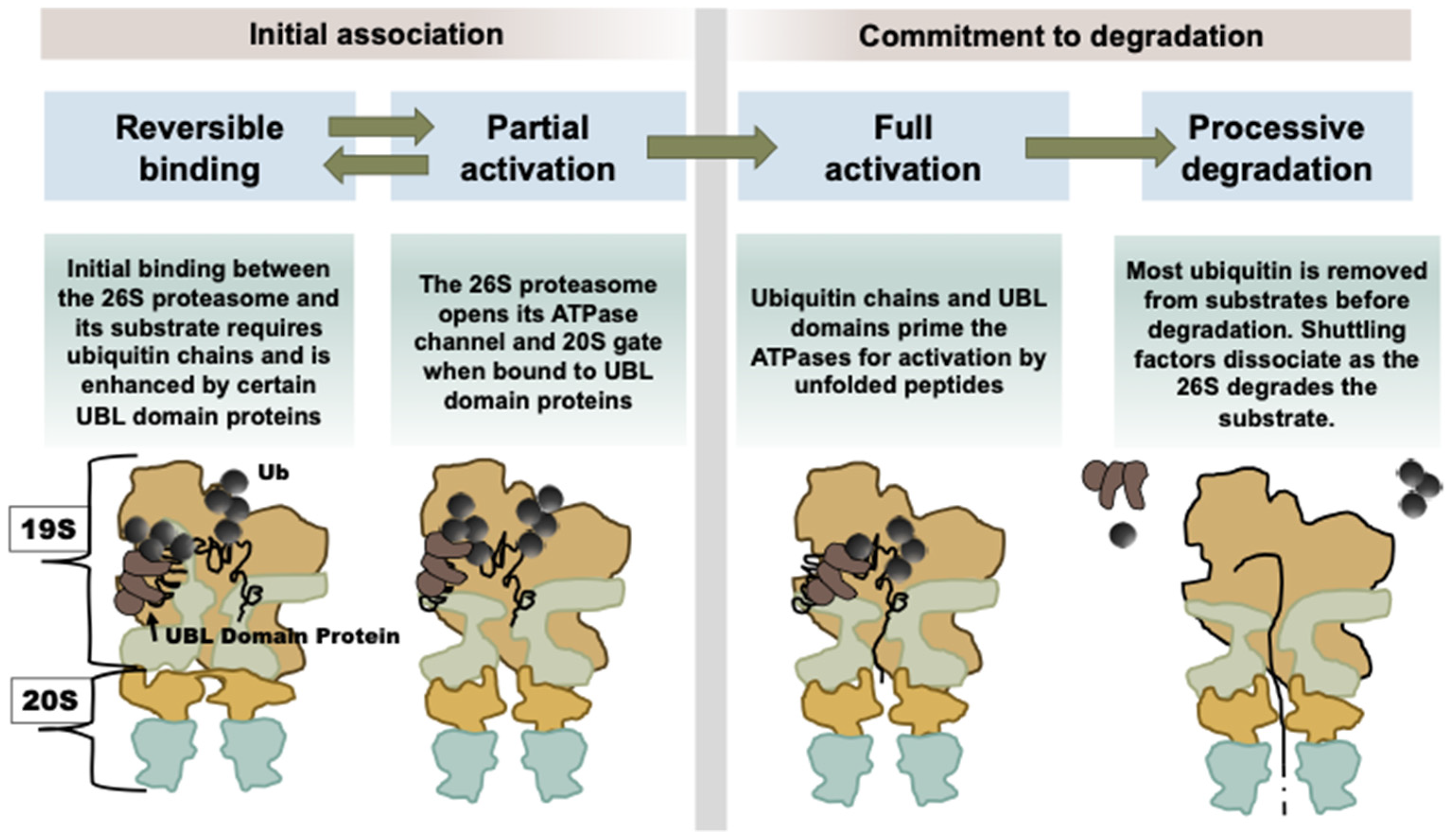 Mechanisms That Activate 26S Proteasomes and Enhance Protein Degradation