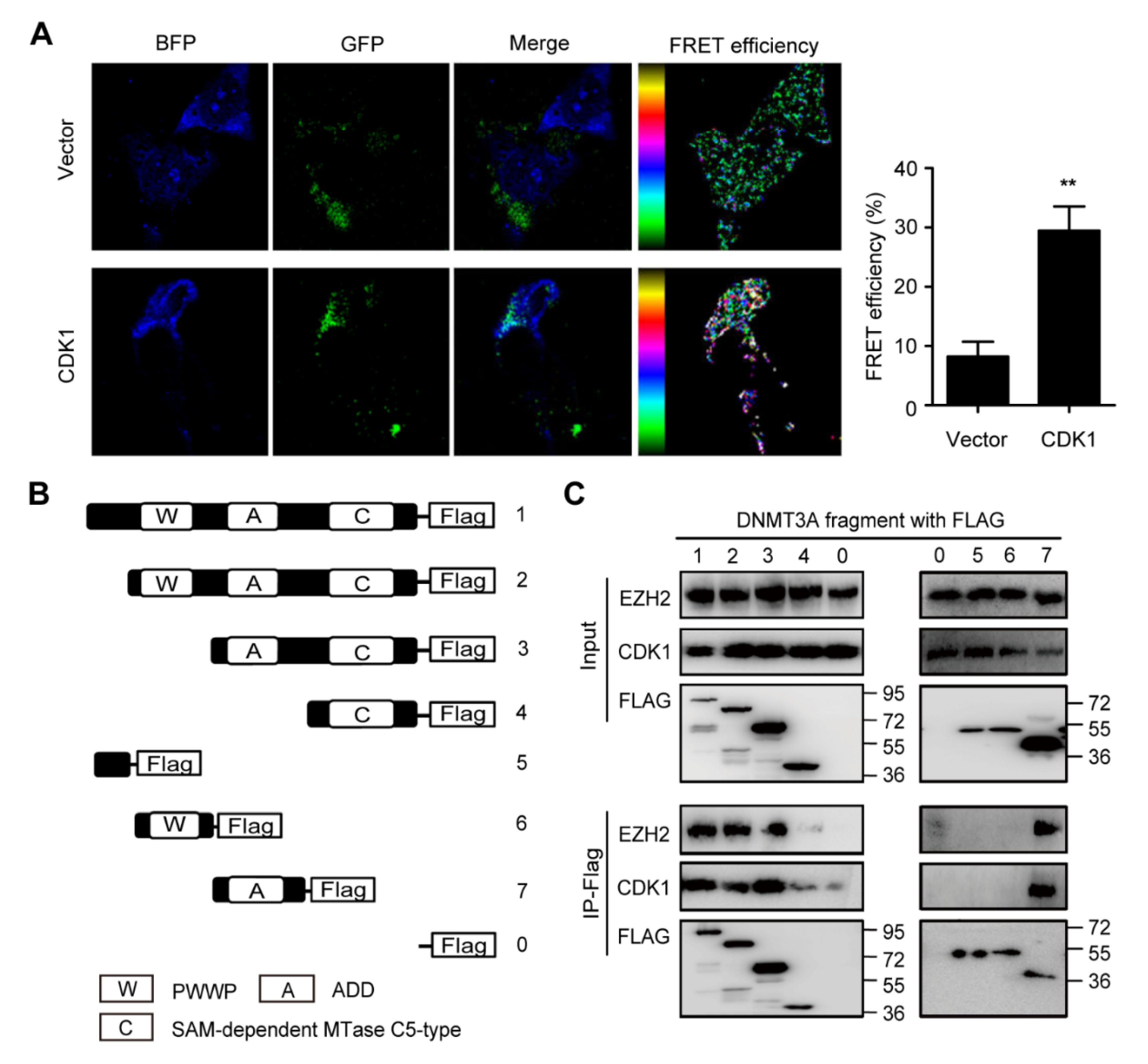 Biomolecules 11 00781 g001 Biomolecules 11 00781 g001