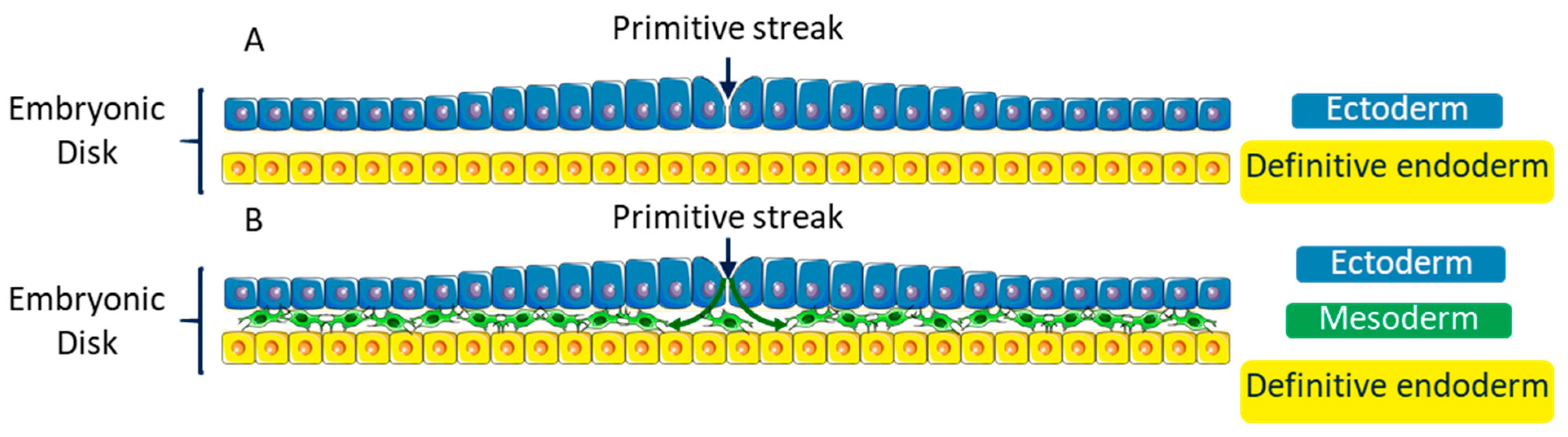 Biomolecules 11 00782 g004 Biomolecules 11 00782 g004