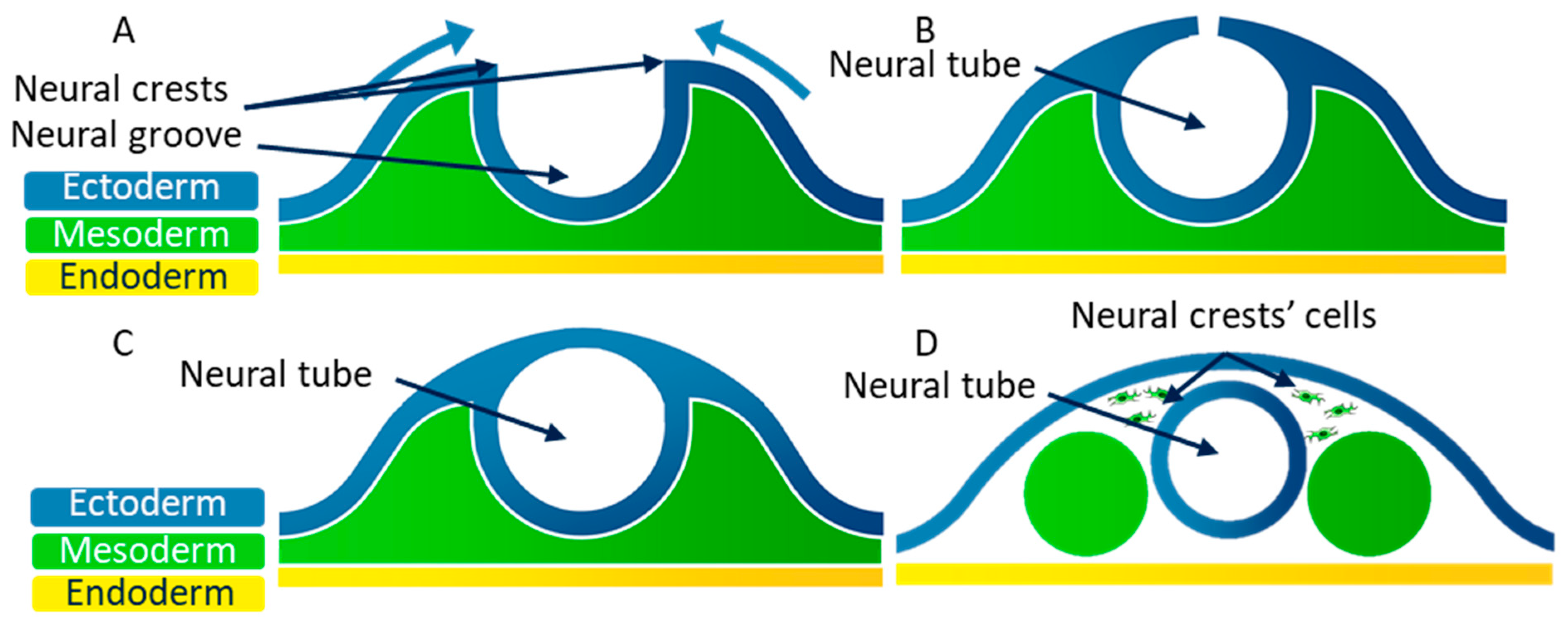 Biomolecules 11 00782 g005 Biomolecules 11 00782 g005