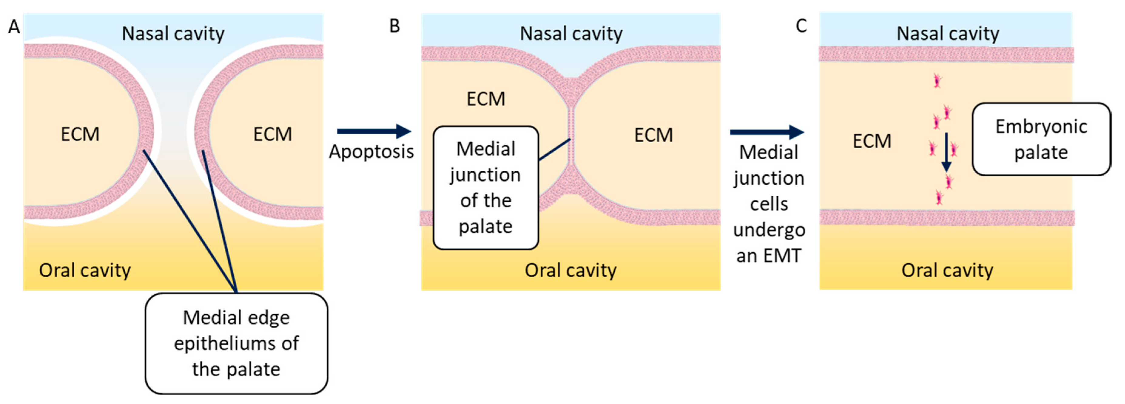 Biomolecules 11 00782 g006 Biomolecules 11 00782 g006