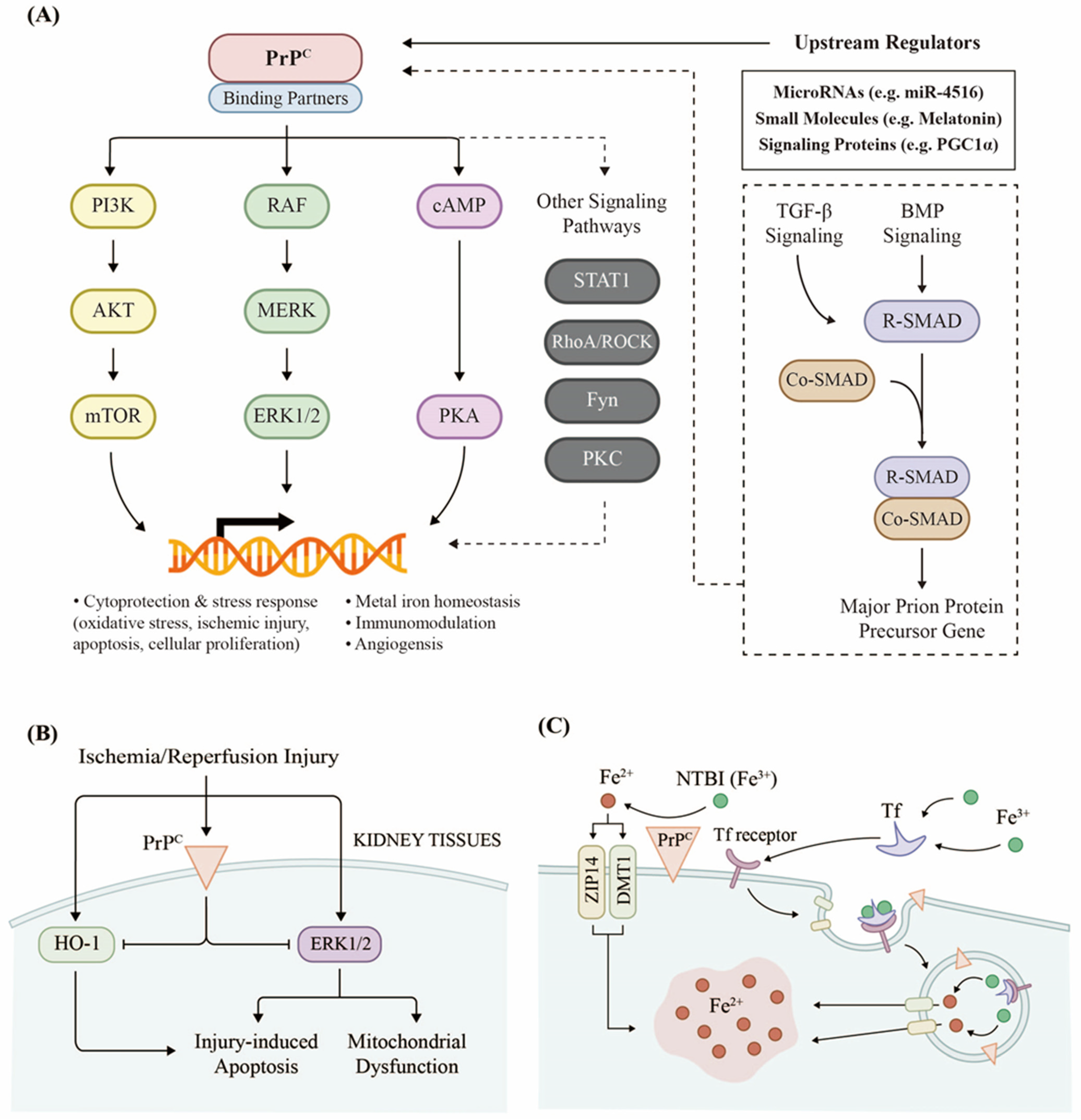 Biomolecules 11 00784 g002