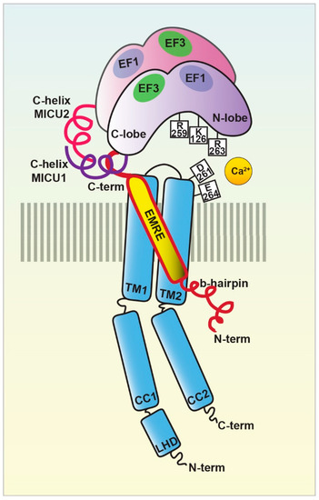 Biomolecules 11 00786 g002 550