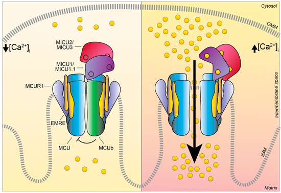 Biomolecules 11 00786 g003 550