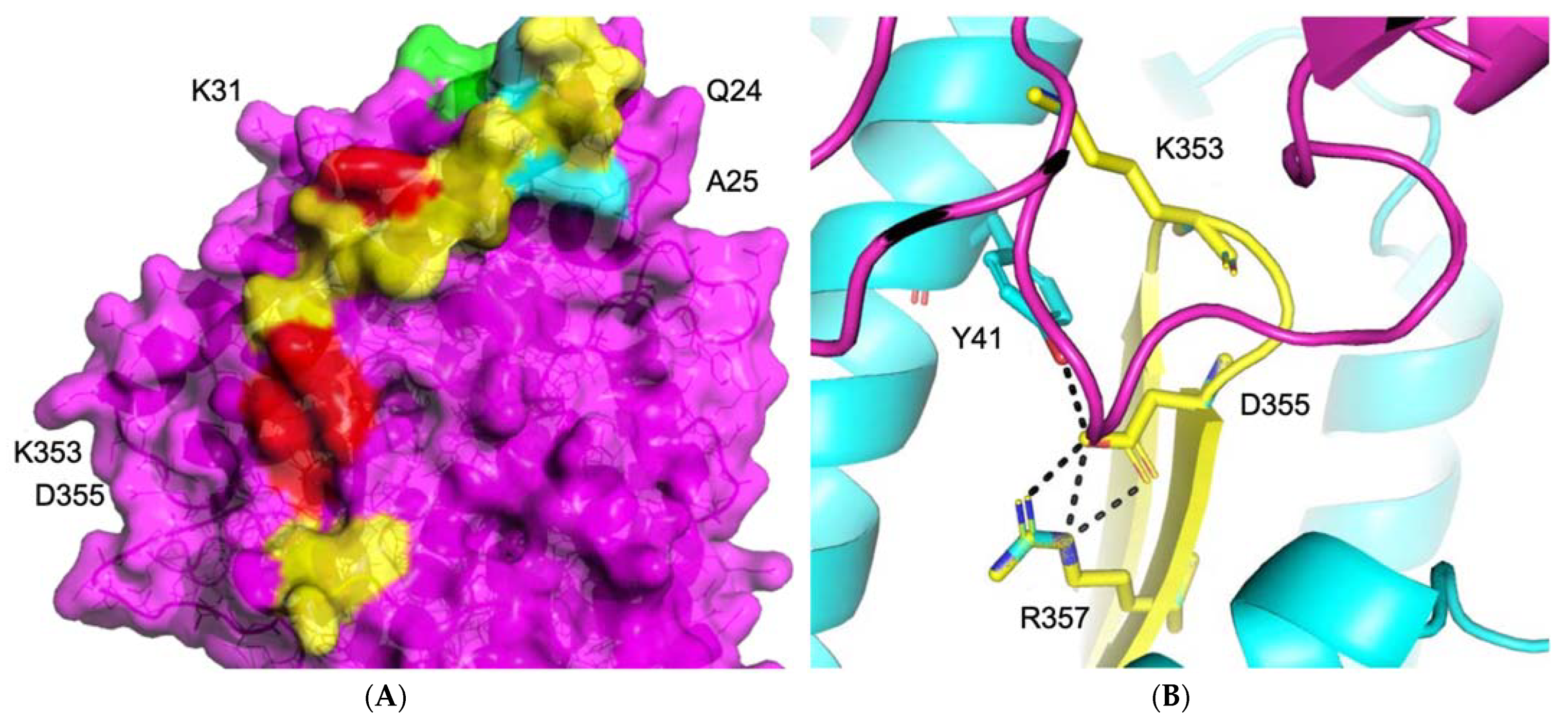 Biomolecules 11 00787 g002