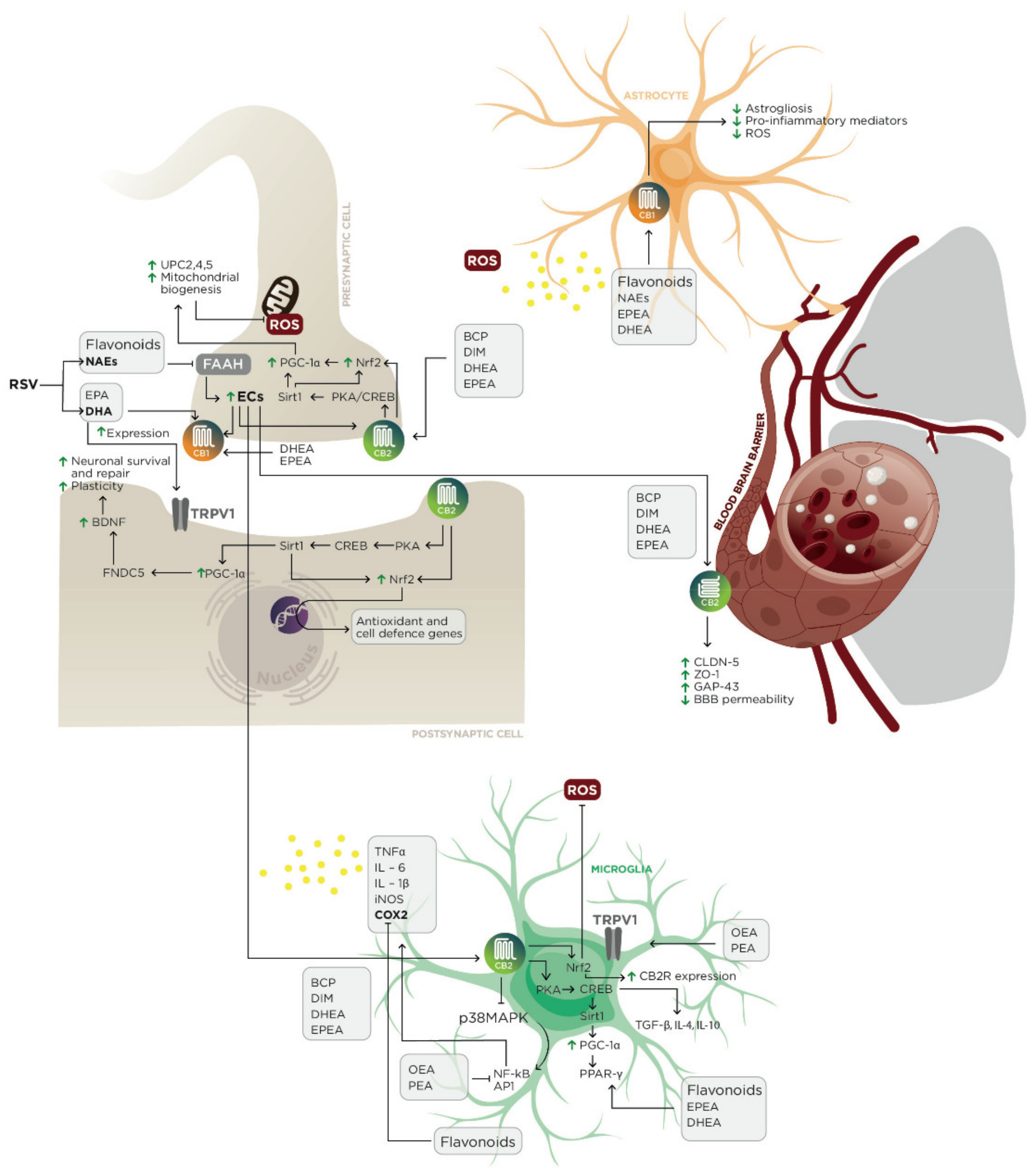 Biomolecules 11 00790 g003 Biomolecules 11 00790 g003