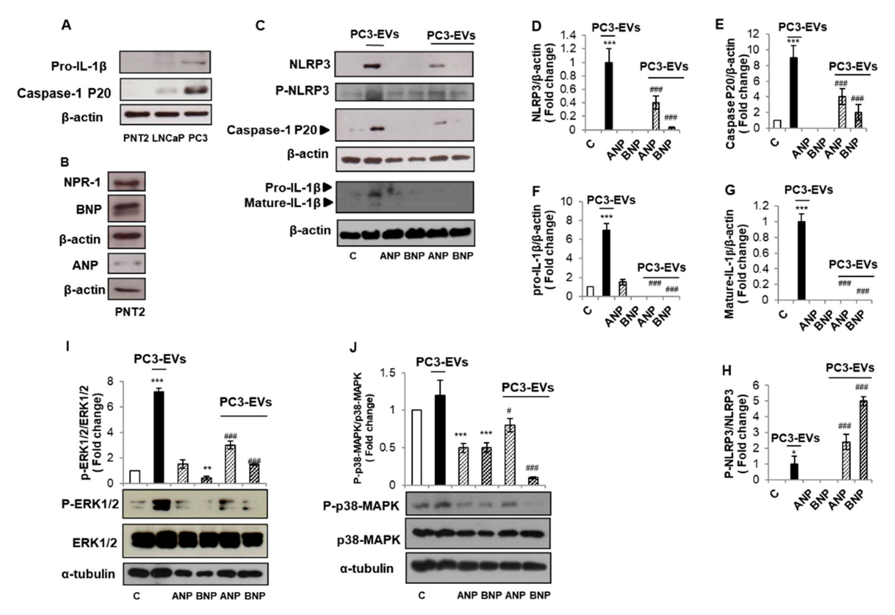Biomolecules 11 00794 g004 Biomolecules 11 00794 g004