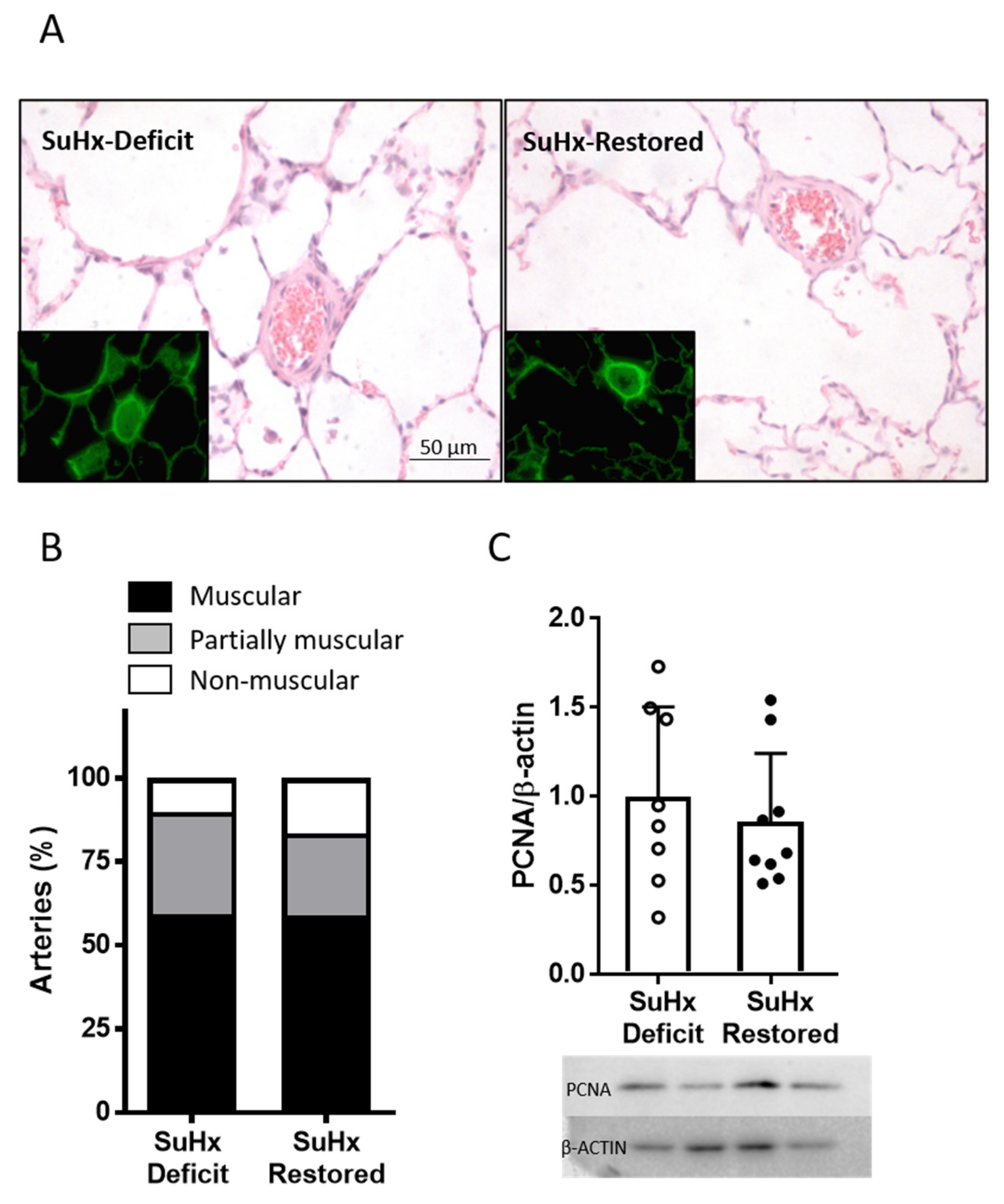 Biomolecules 11 00795 g005 Biomolecules 11 00795 g005