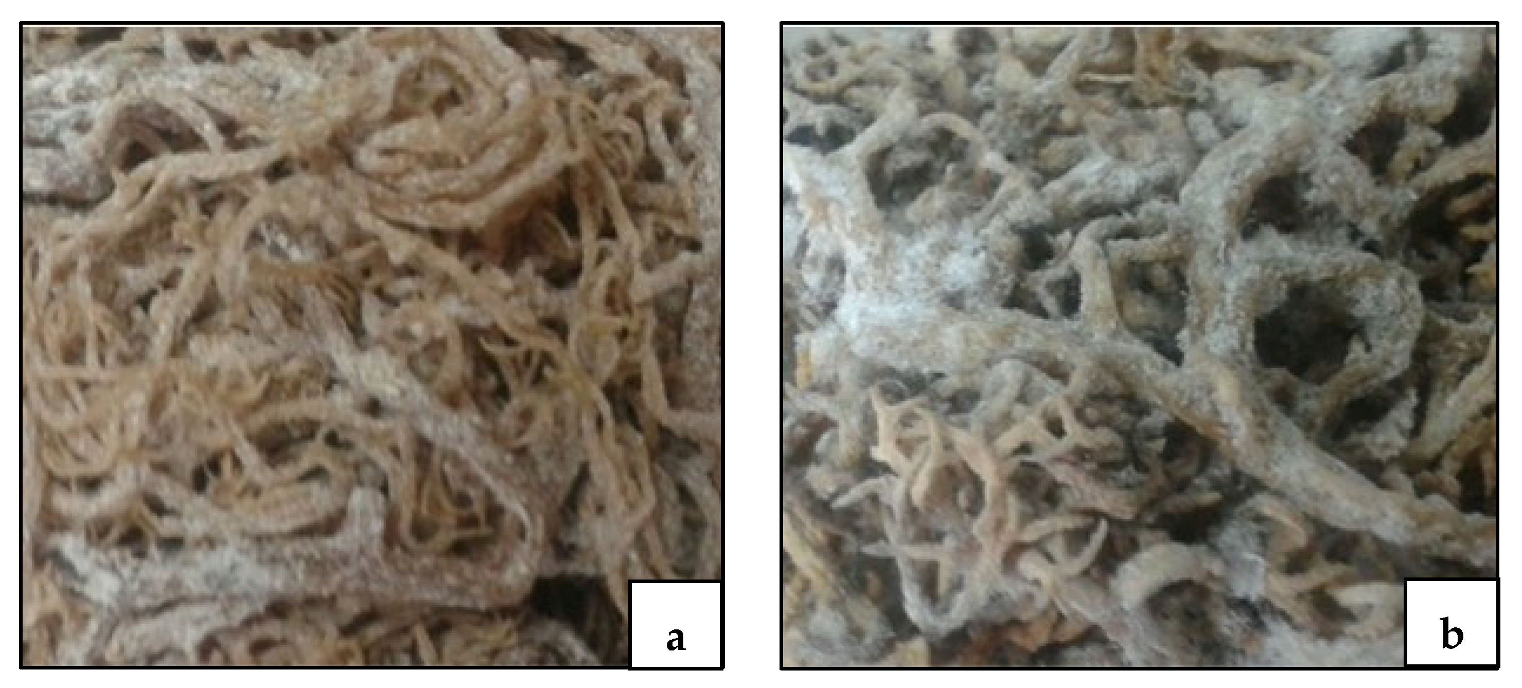 Biomolecules 11 00804 g002 Biomolecules 11 00804 g002