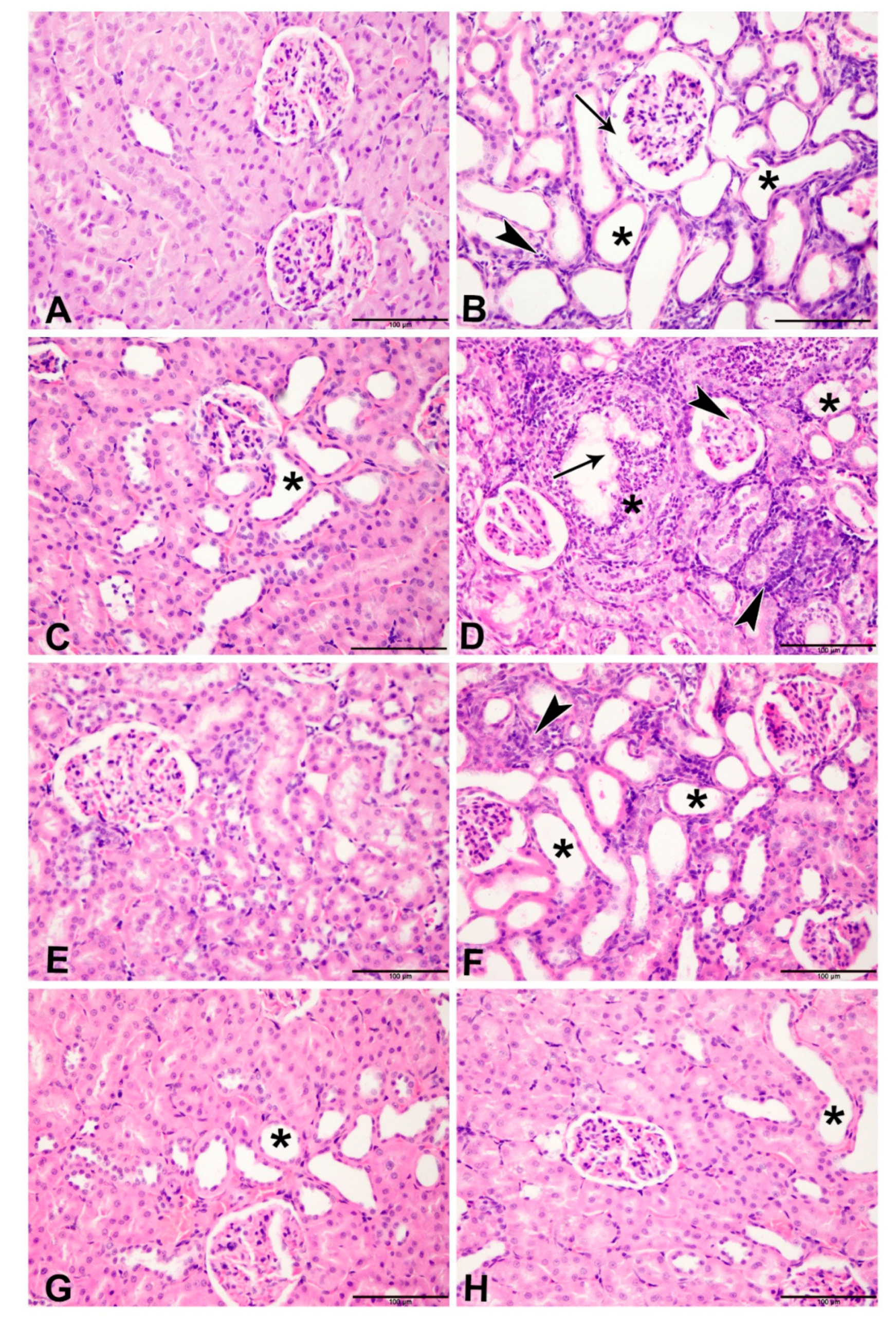Biomolecules 11 00814 g003