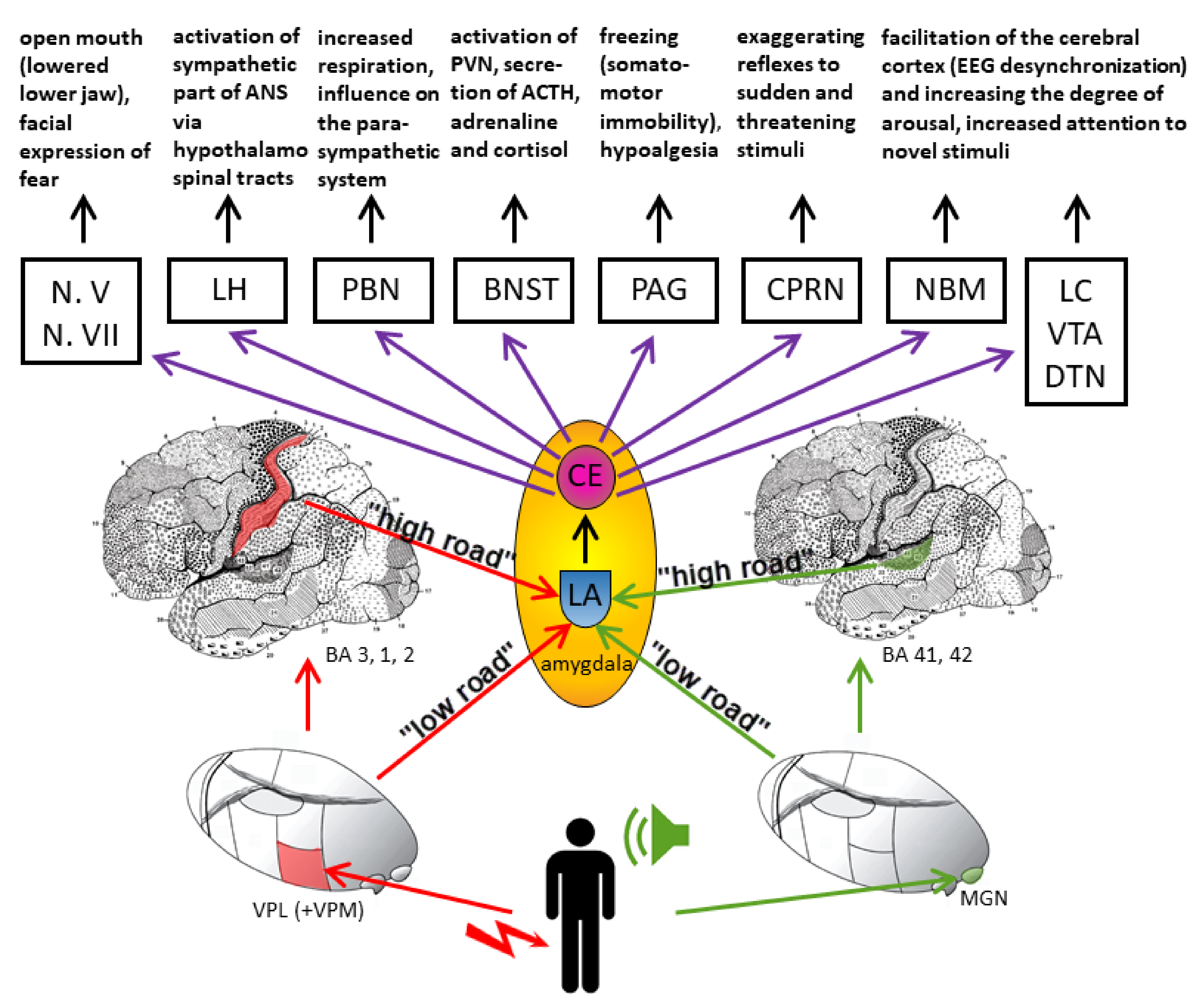 Biomolecules | Free Full-Text | Understanding Emotions: Origins
