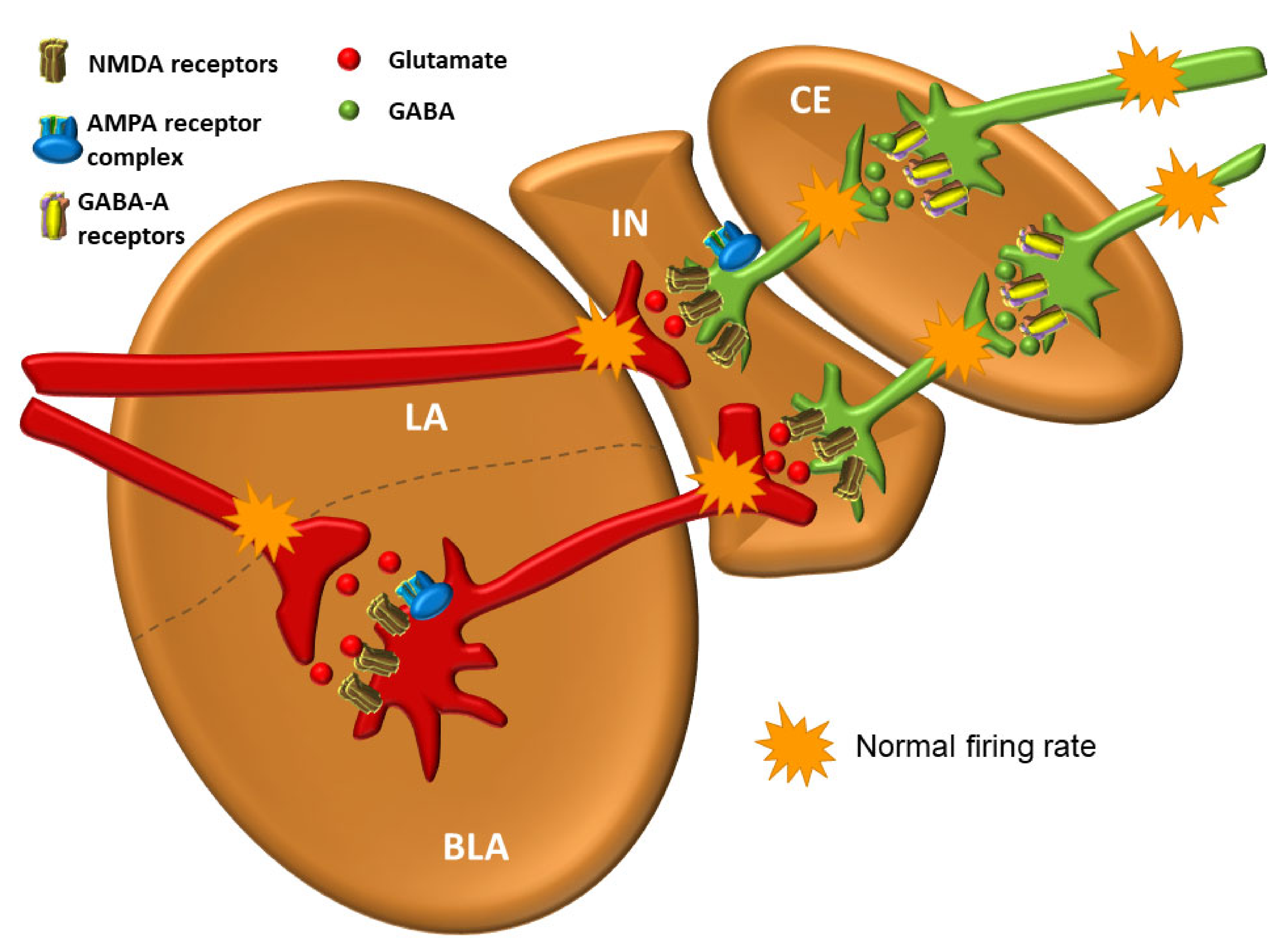 Biomolecules Free Full-Text Understanding Emotions Origins and Roles of the Amygdala