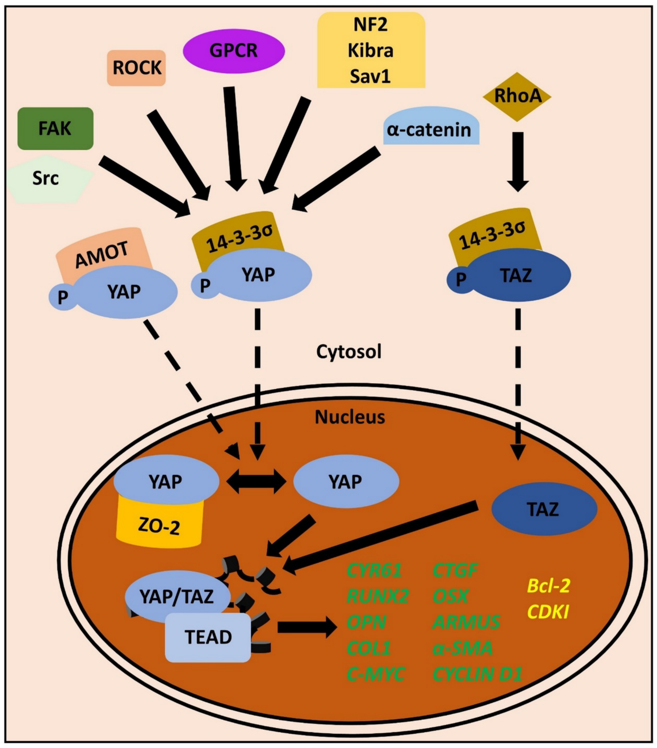 Biomolecules 11 00824 g002 Biomolecules 11 00824 g002