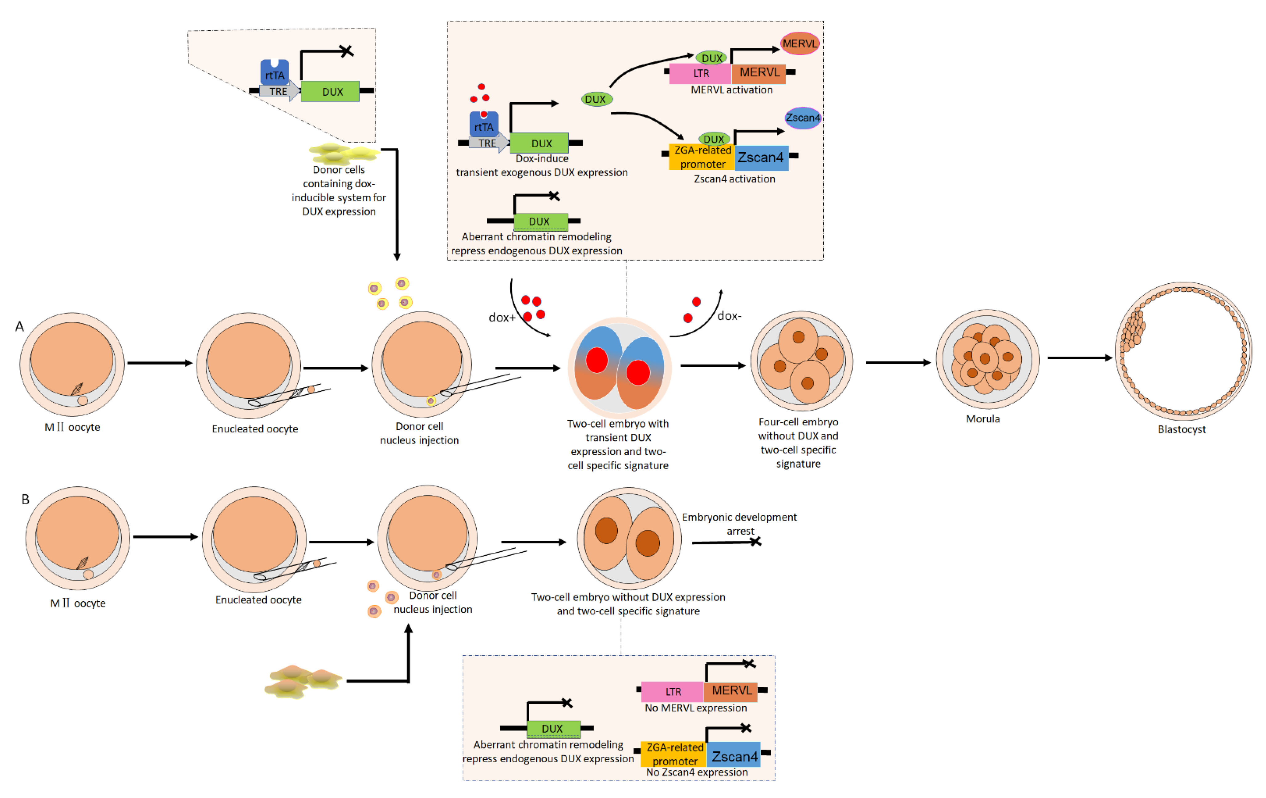 Biomolecules 11 00829 g001