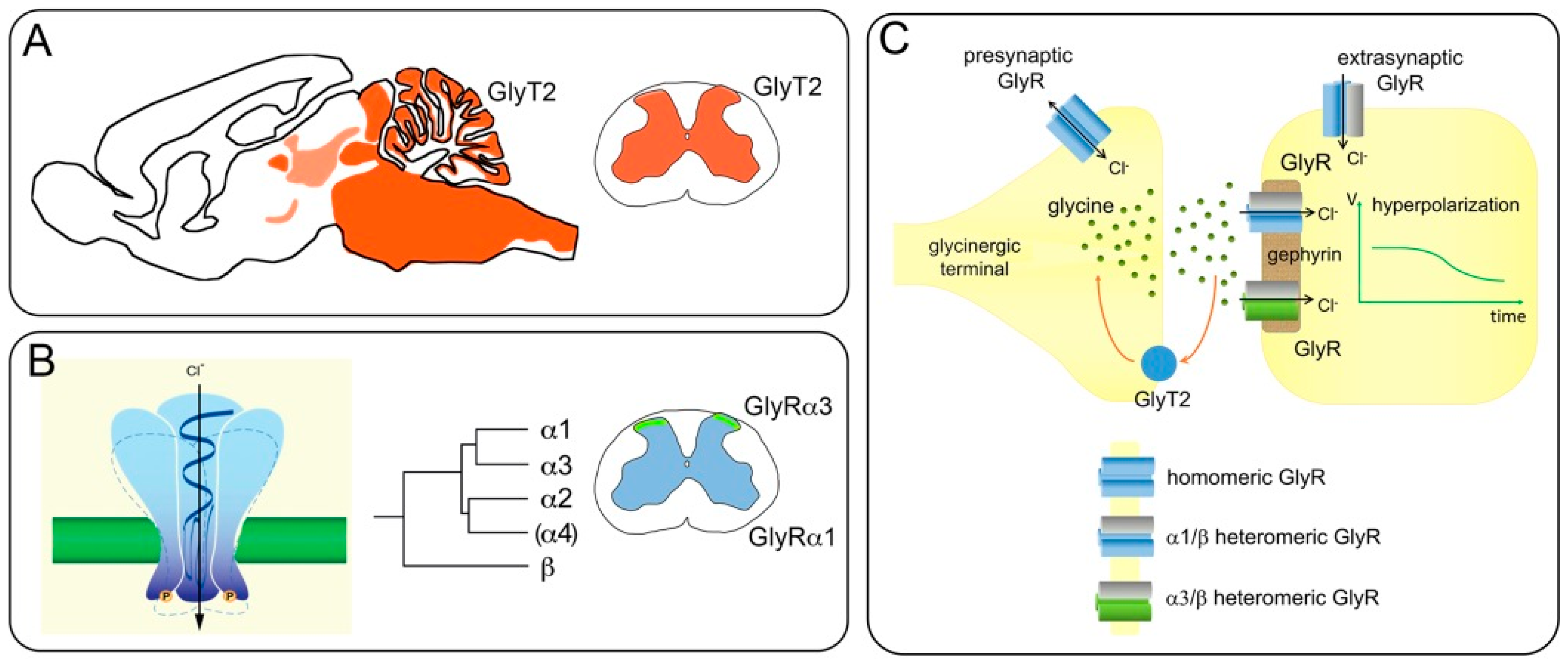 Biomolecules | Free Full-Text | Glycine Receptors Spinal Nociceptive Control—An Update | HTML