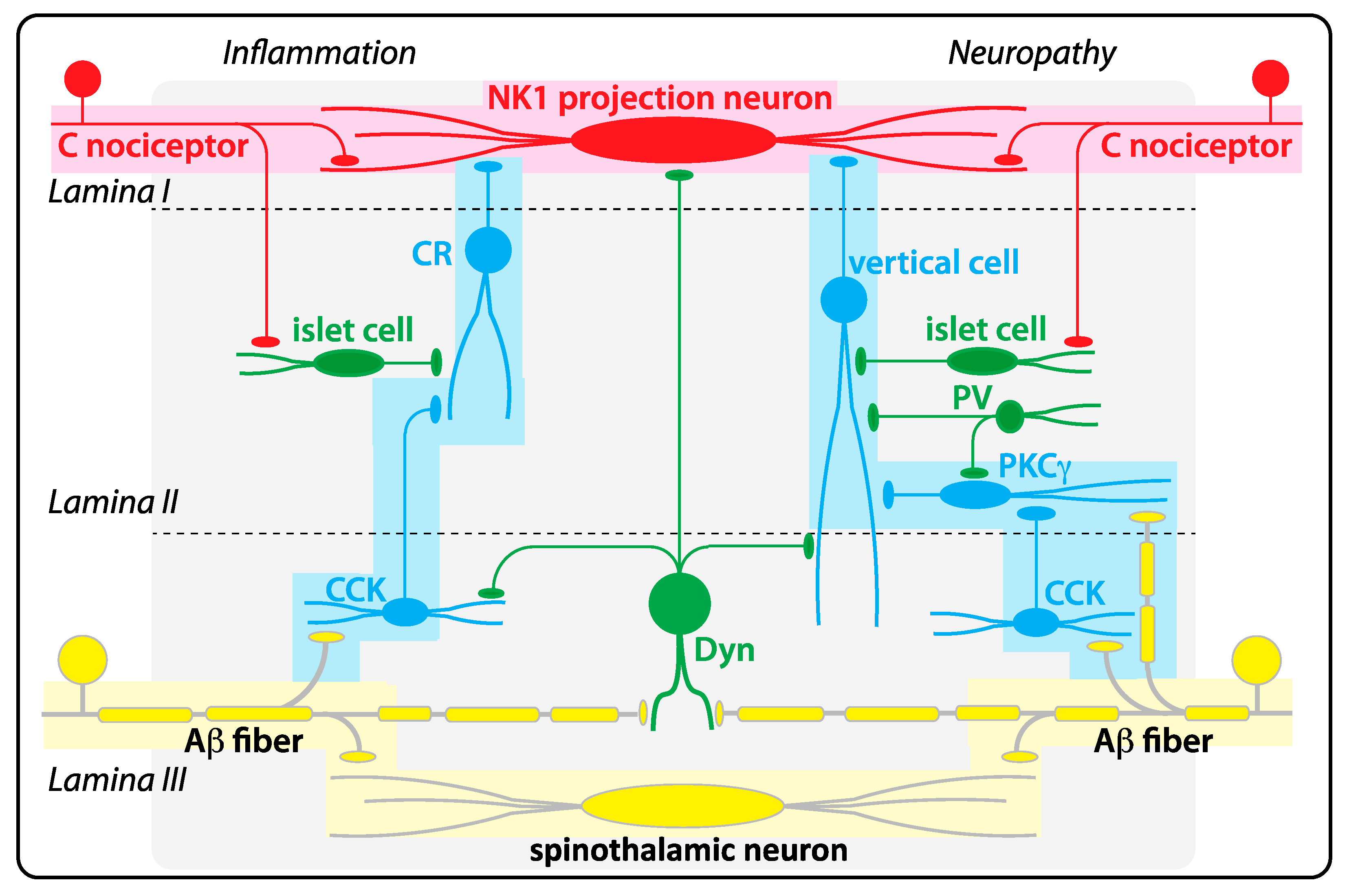 Biomolecules 11 00846 g003 Biomolecules 11 00846 g003
