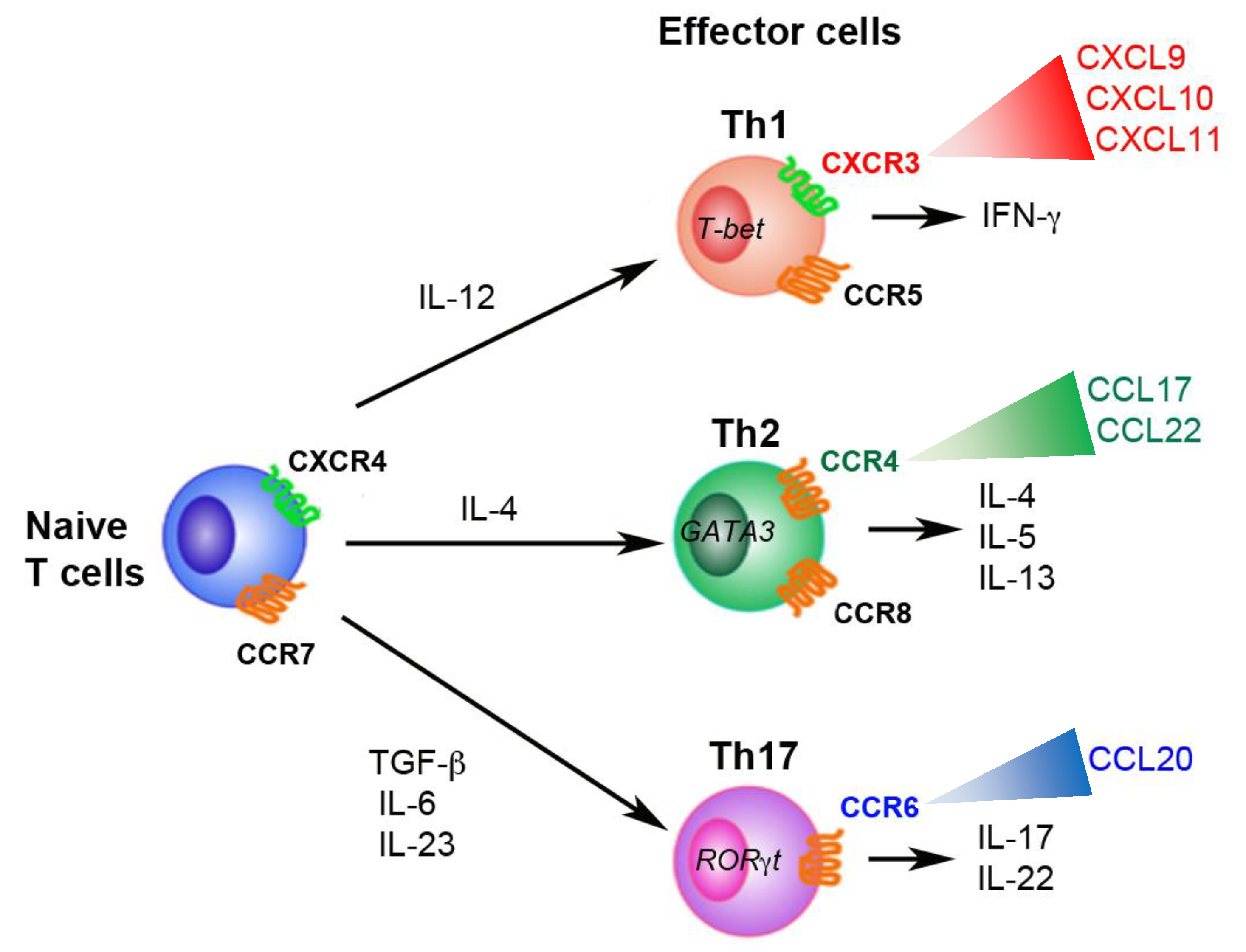 Biomolecules 11 00847 g001 Biomolecules 11 00847 g001