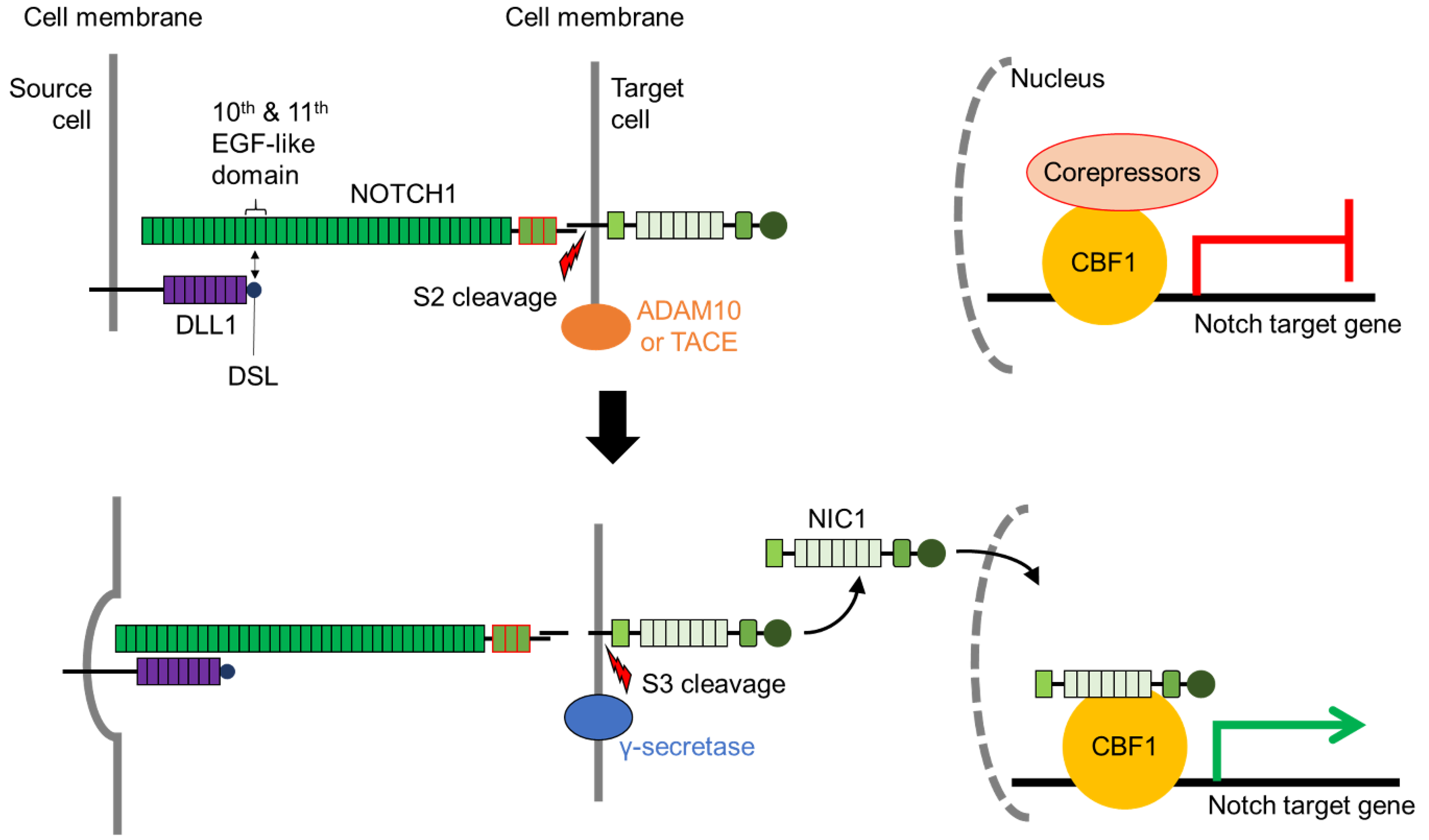 Biomolecules 11 00849 g002 Biomolecules 11 00849 g002