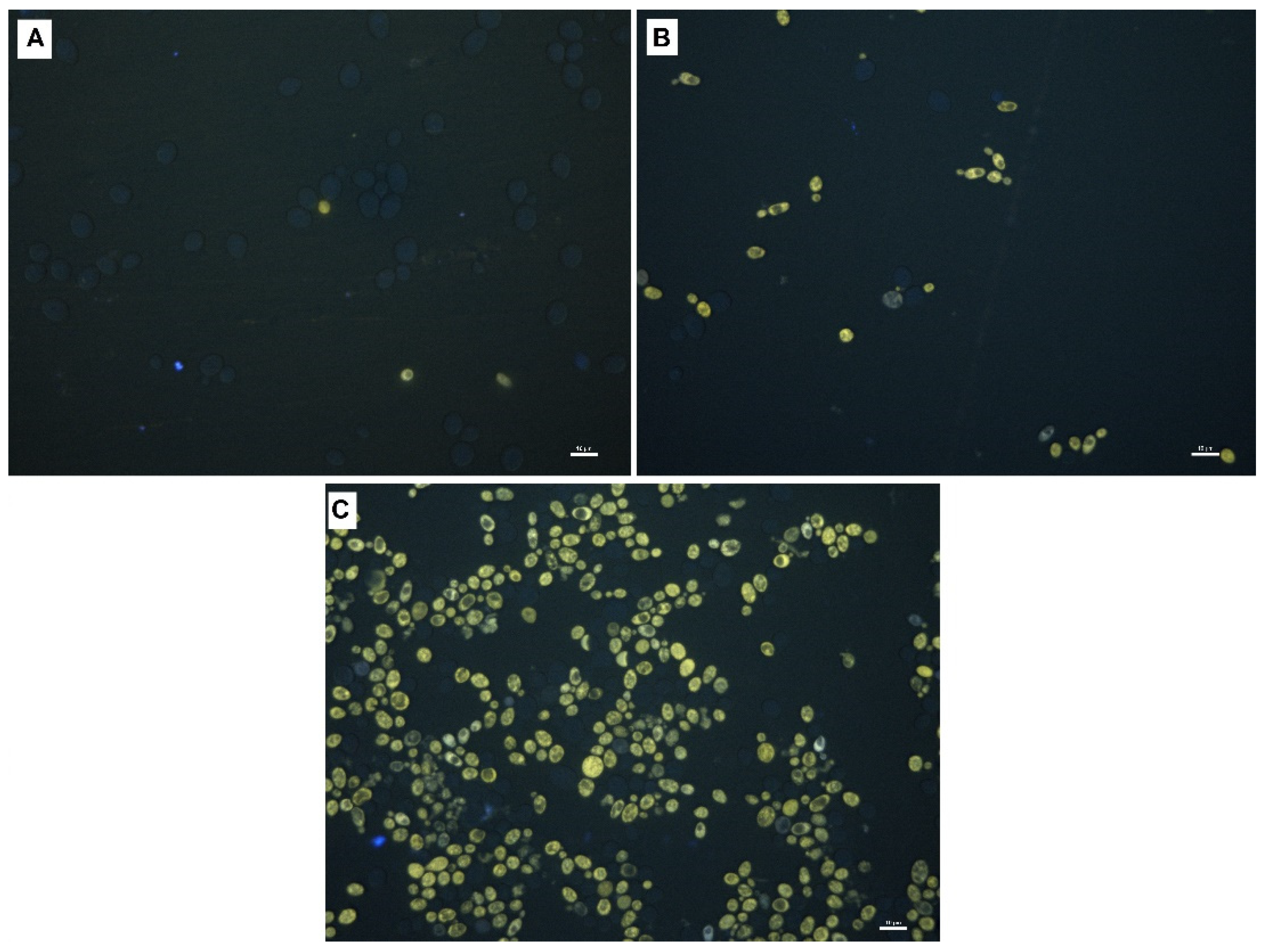 Biomolecules 11 00850 g007 Biomolecules 11 00850 g007