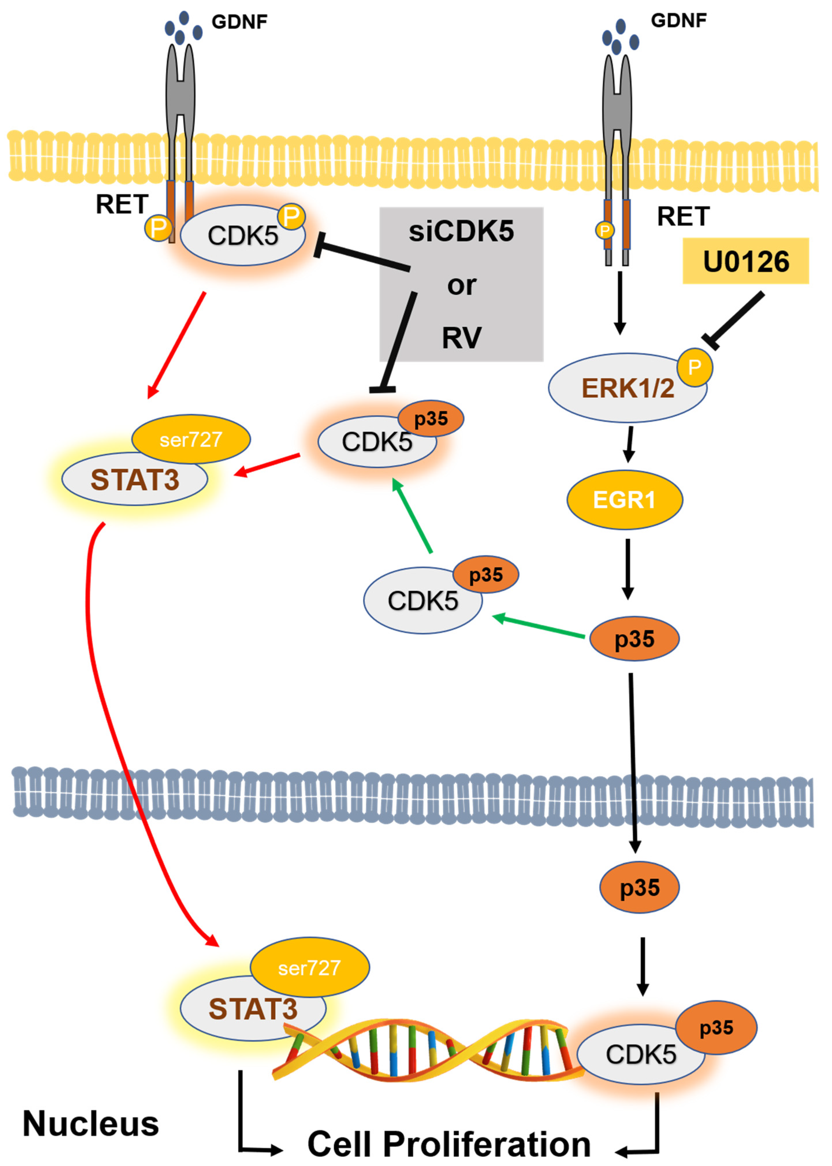 Biomolecules 11 00860 g005 Biomolecules 11 00860 g005