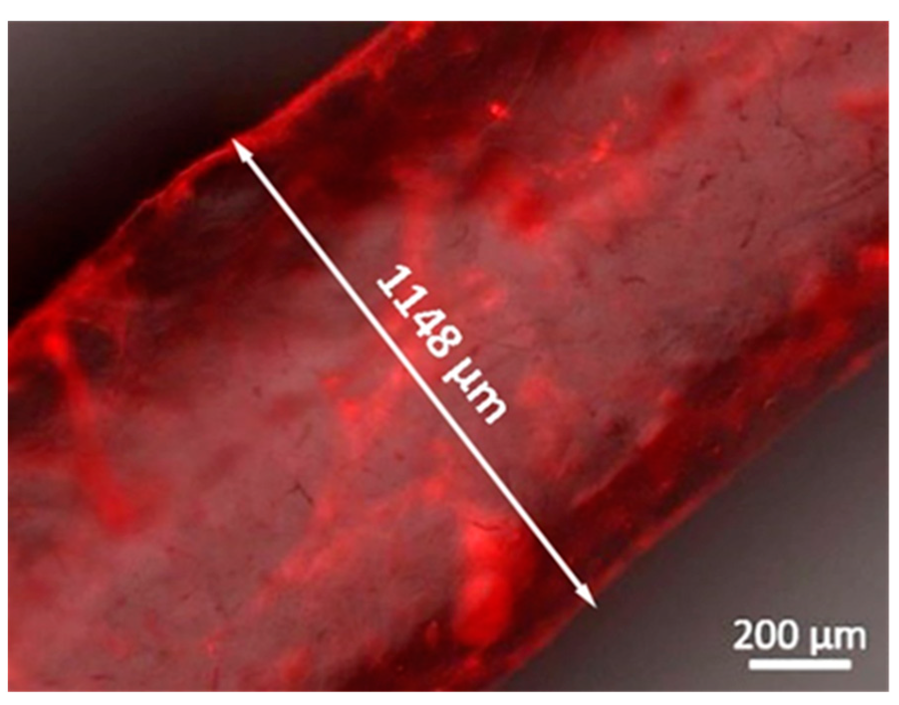 Biomolecules 11 00863 g004 Biomolecules 11 00863 g004