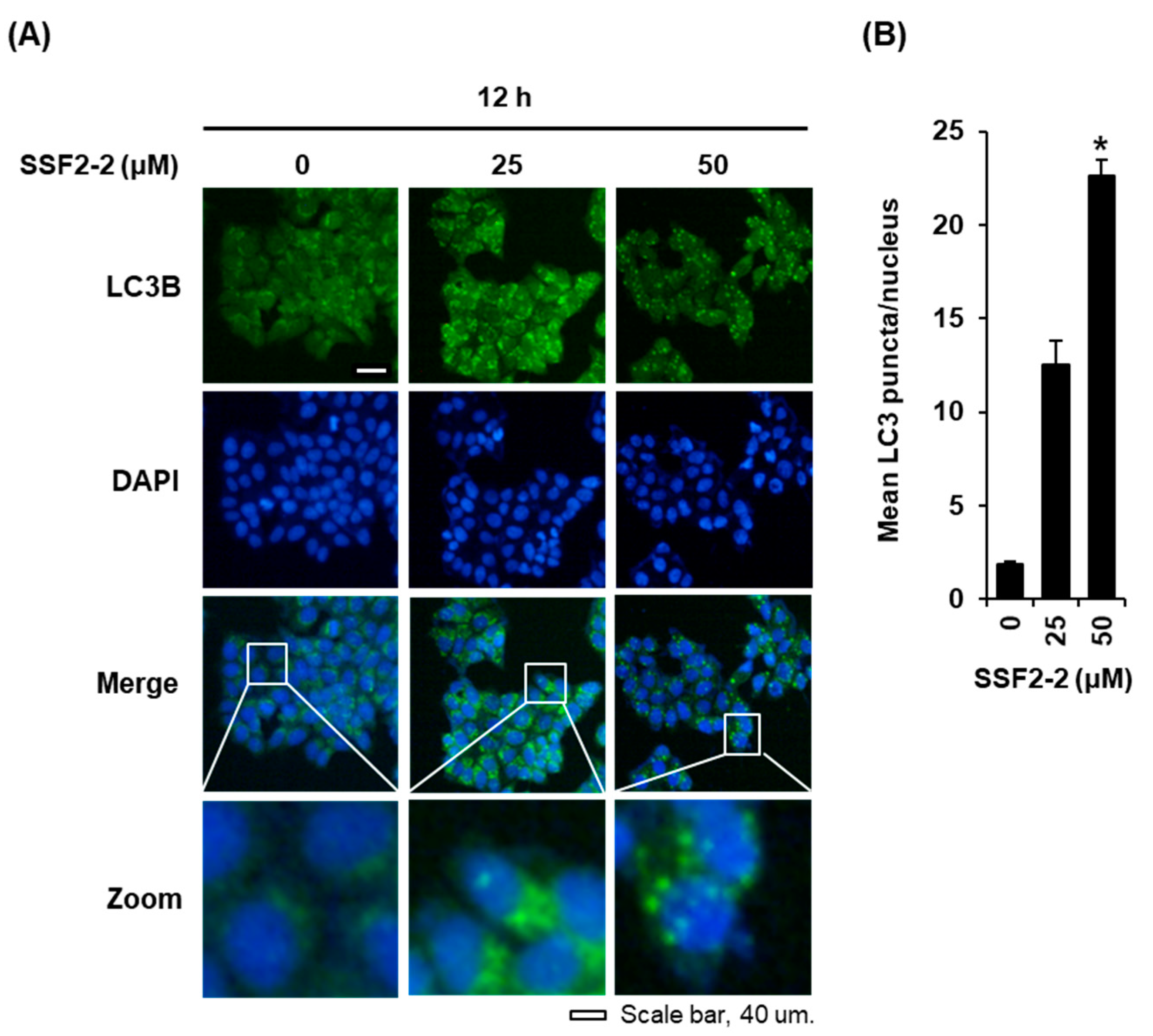 Biomolecules 11 00869 g005 Biomolecules 11 00869 g005