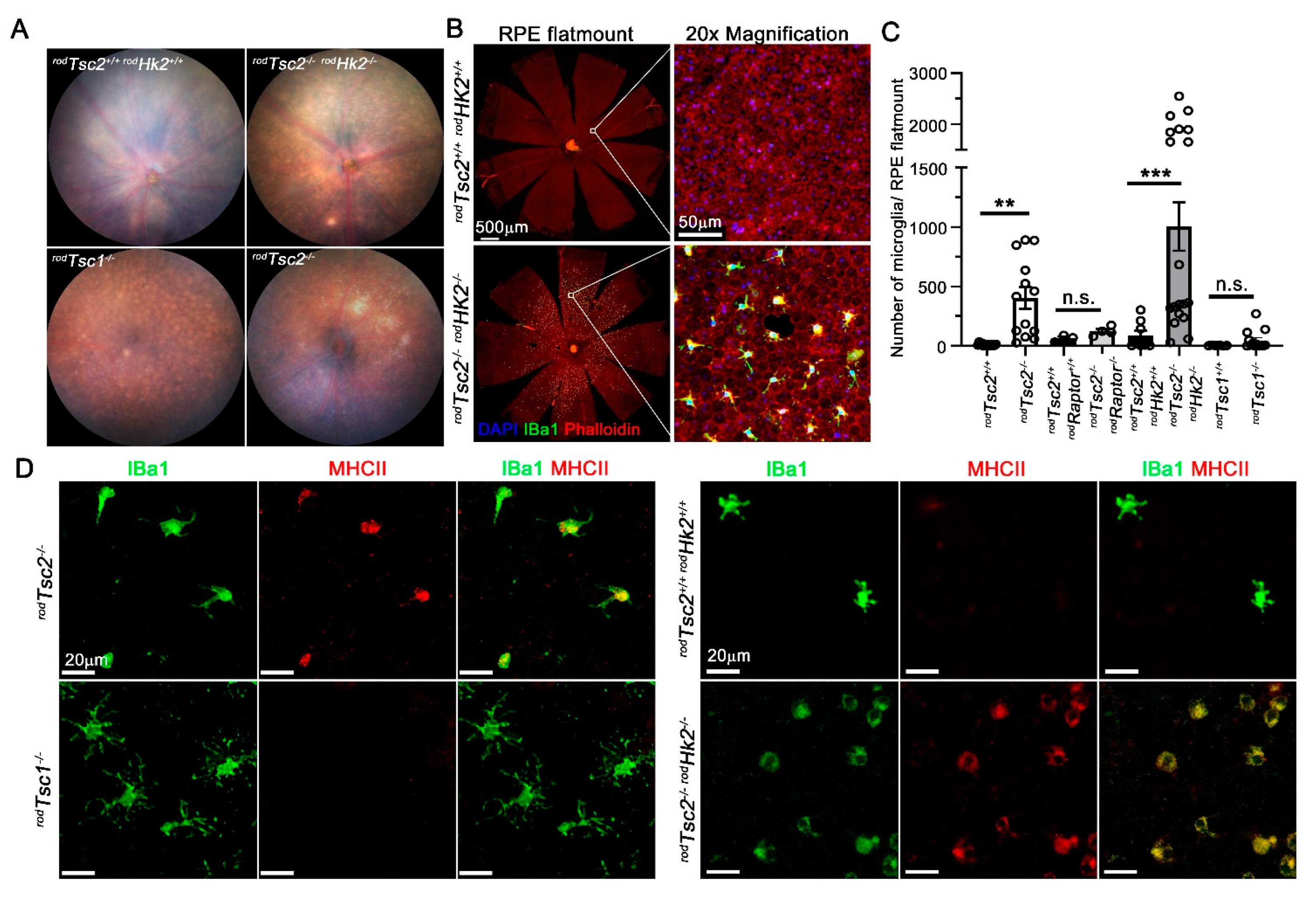 Biomolecules 11 00871 g005 Biomolecules 11 00871 g005