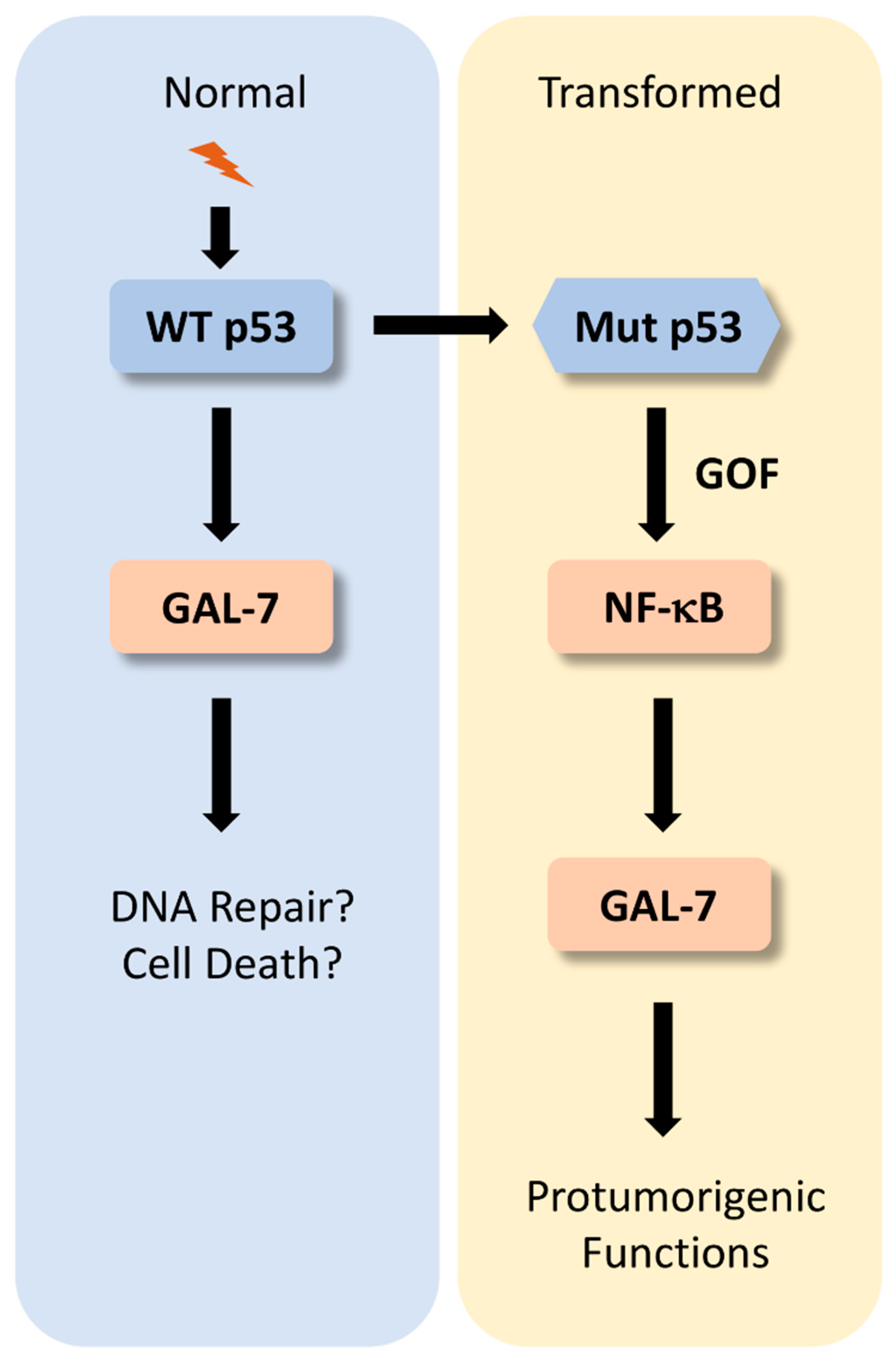 Biomolecules 11 00879 g002 Biomolecules 11 00879 g002