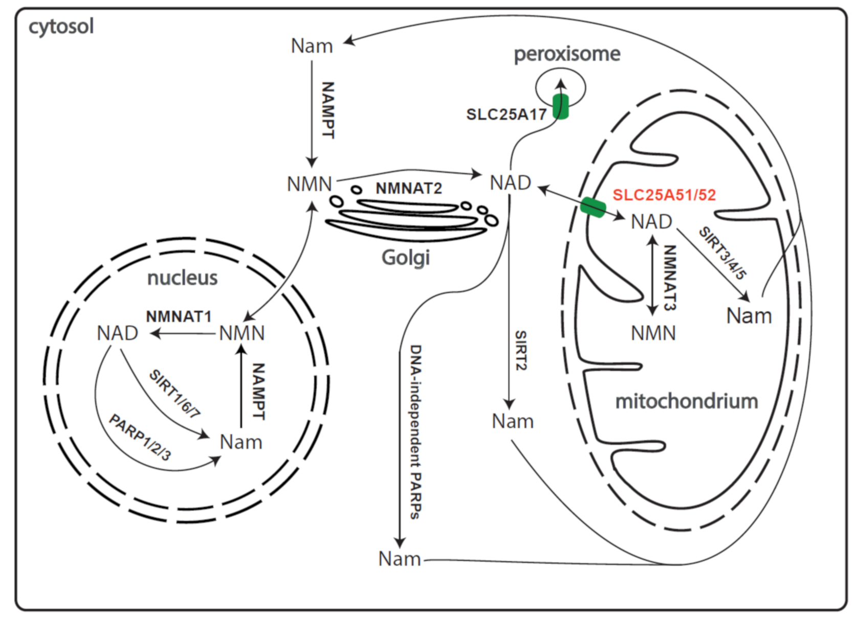 Biomolecules 11 00880 g001