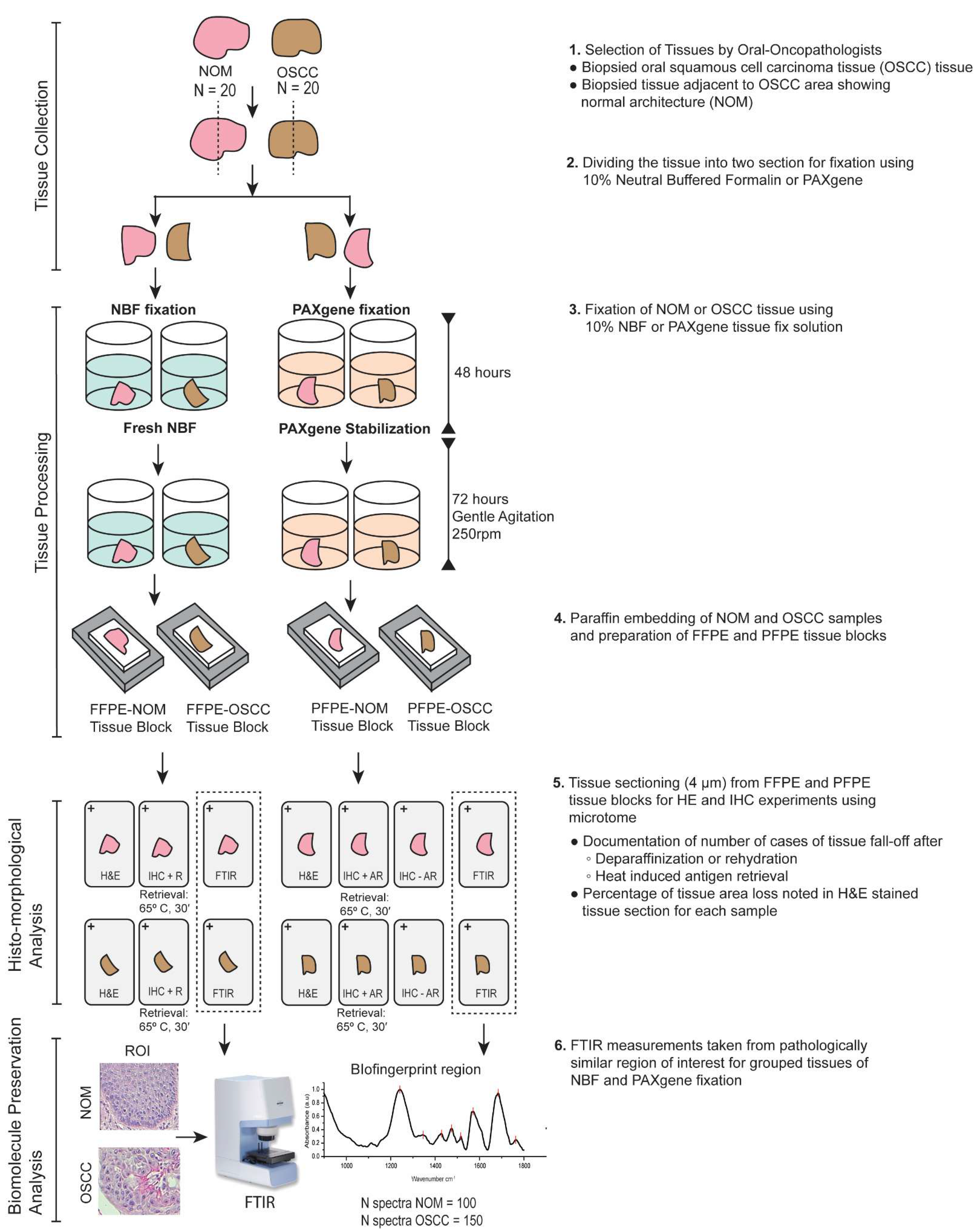 Biomolecules 11 00889 g001 Biomolecules 11 00889 g001